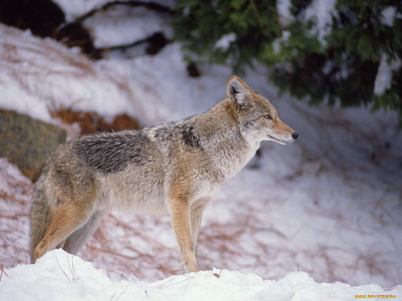животные, волки