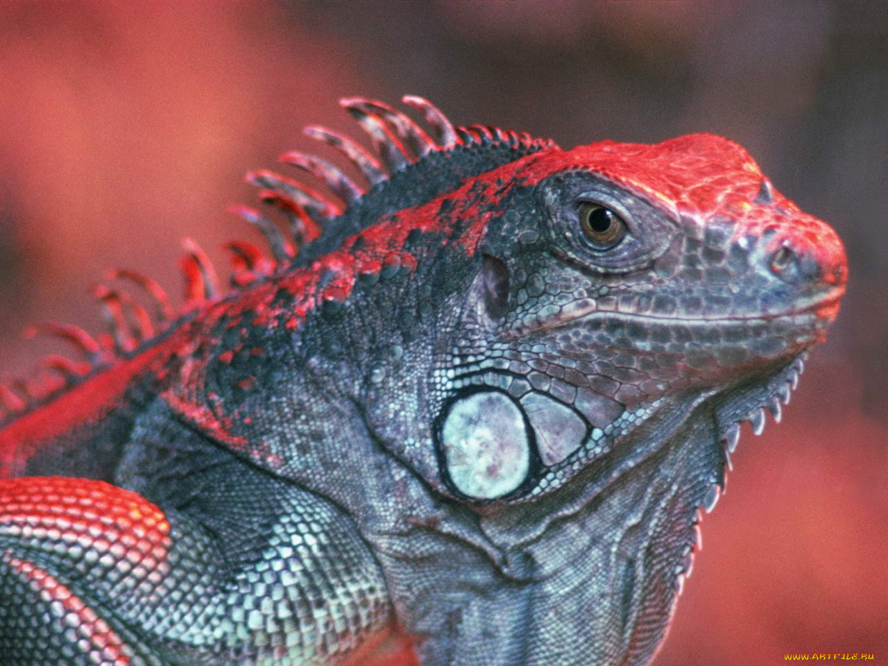 животные, Ящерицы, игуаны, вараны