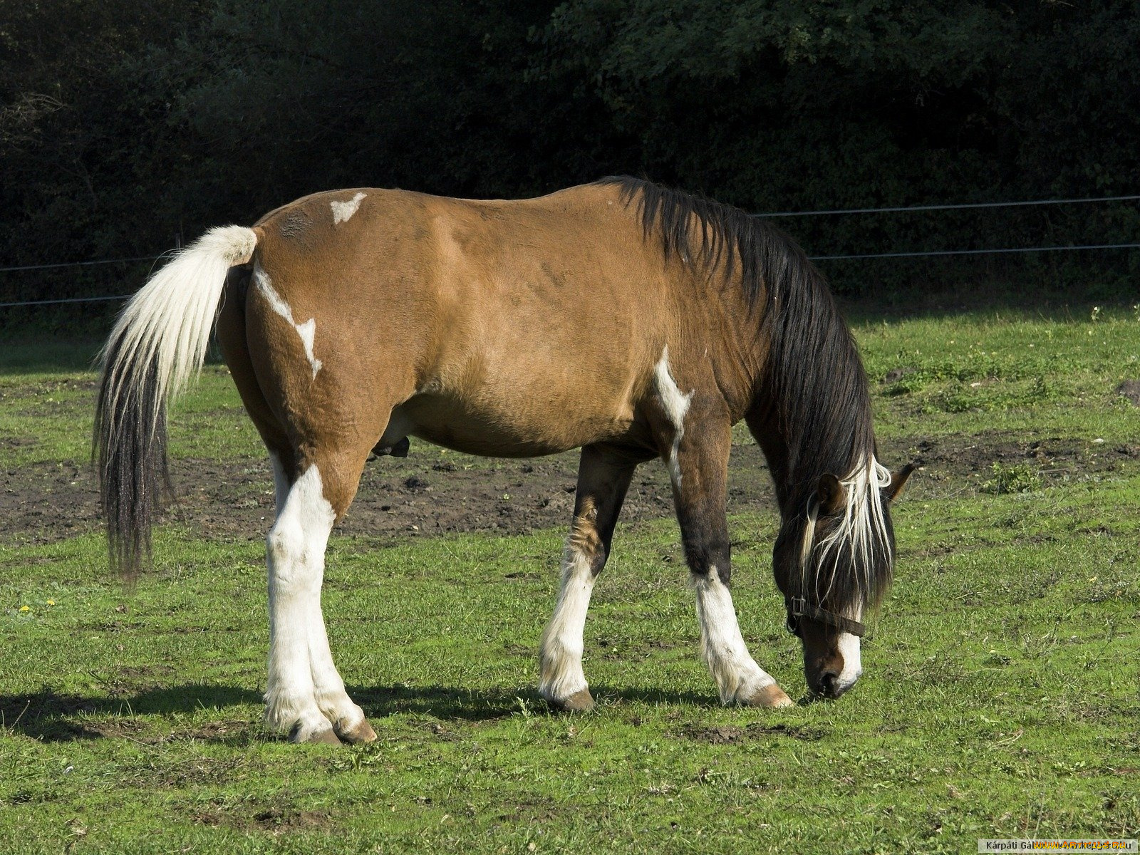 животные, лошади