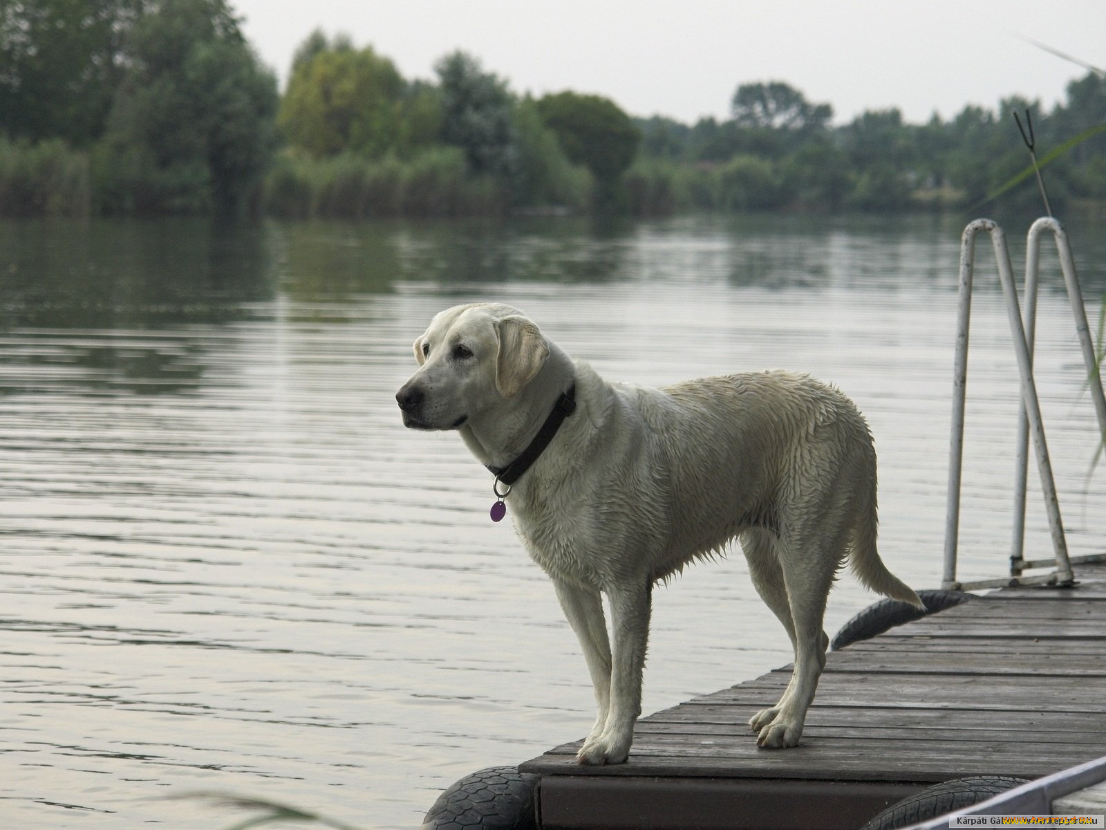 животные, собаки