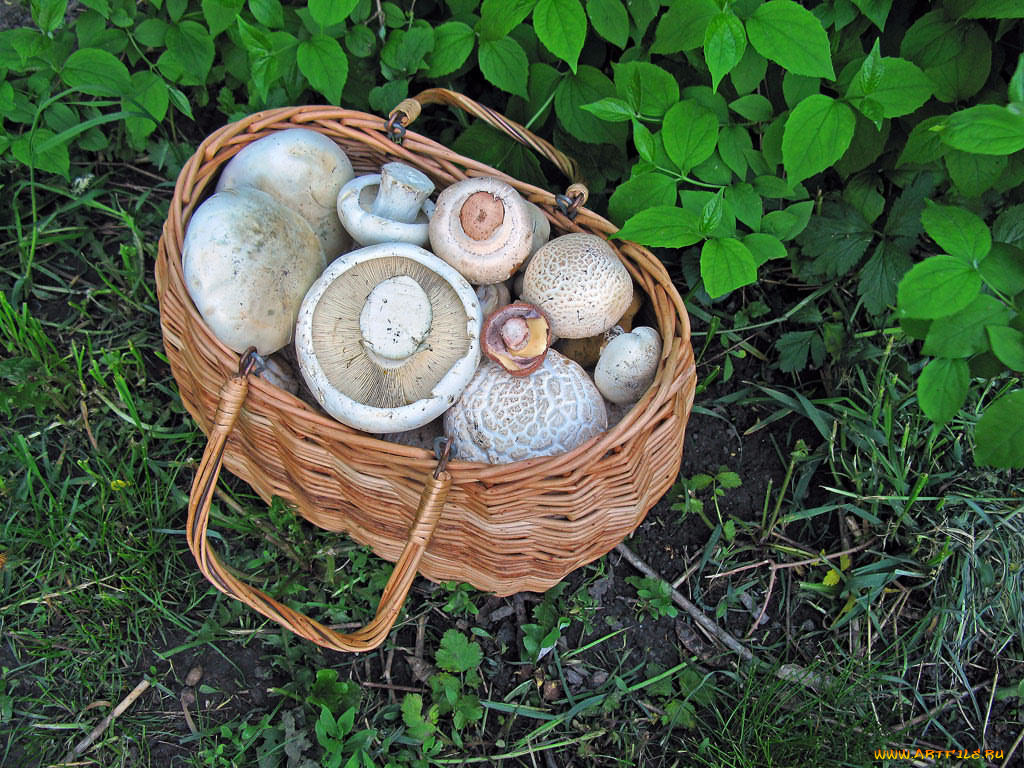 еда, грибы, грибные, блюда