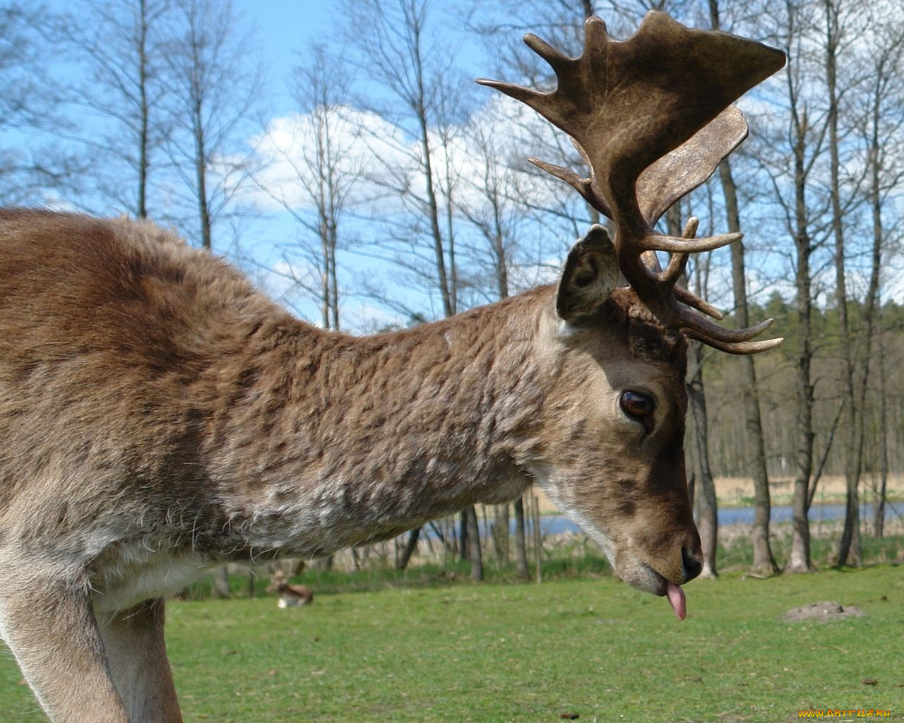 животные, олени