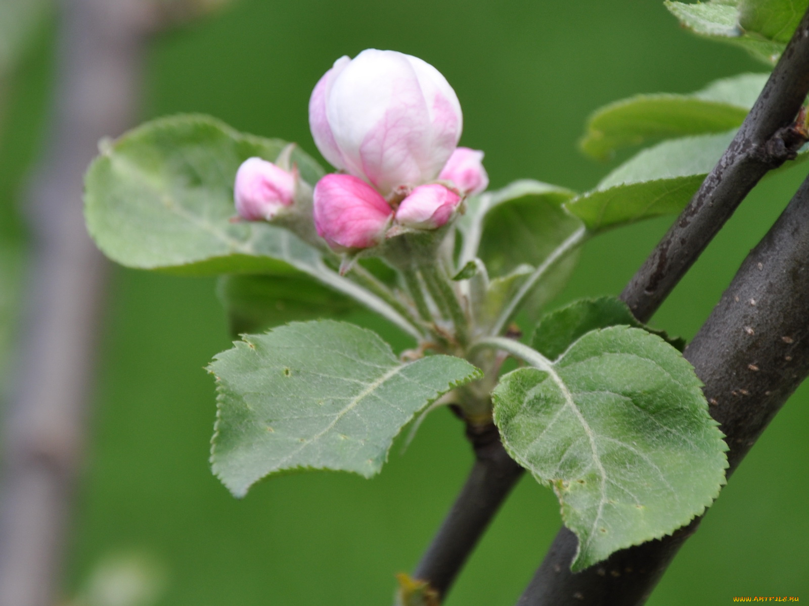 цветы, цветущие, деревья, кустарники
