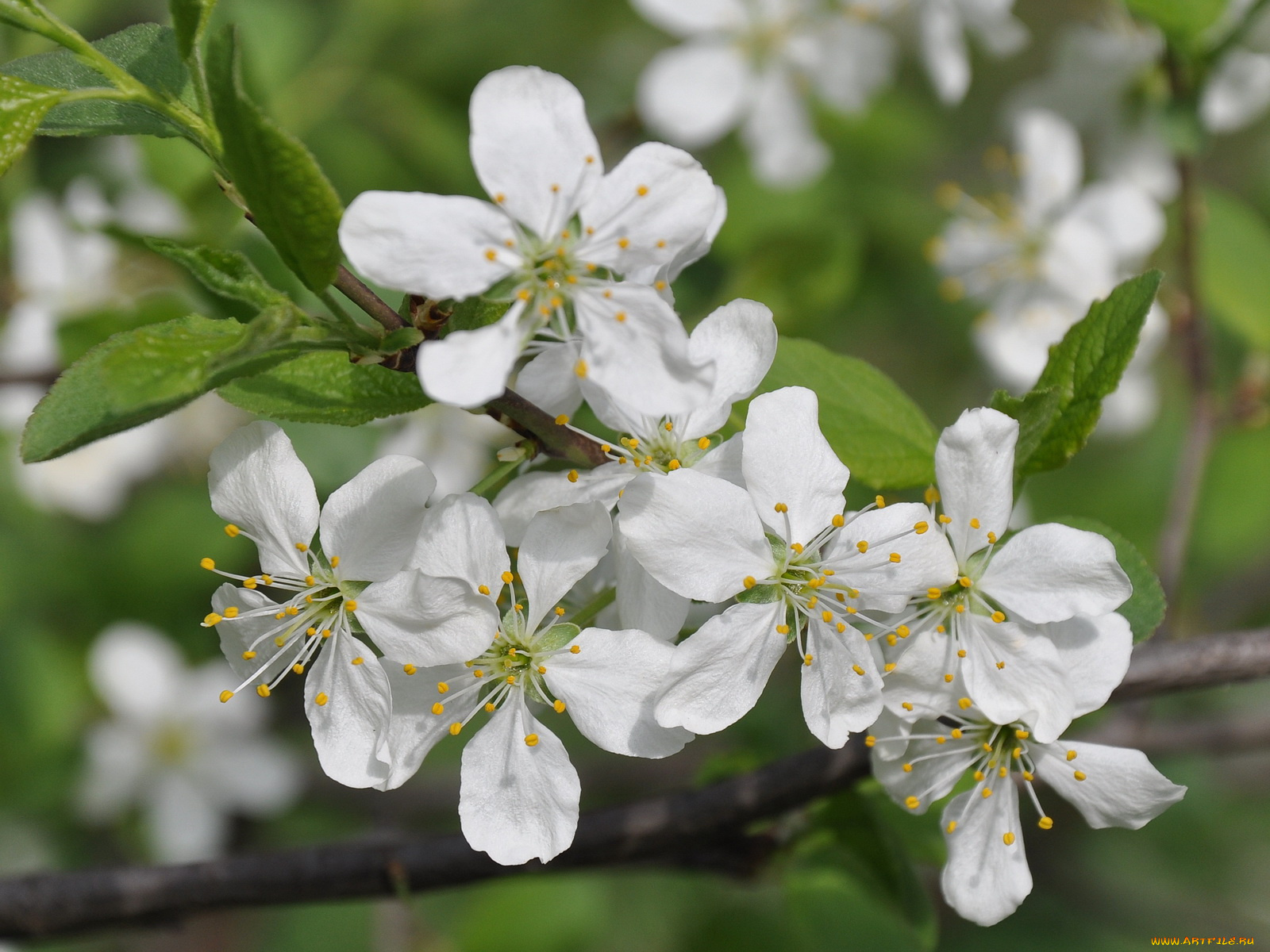 цветы, цветущие, деревья, кустарники