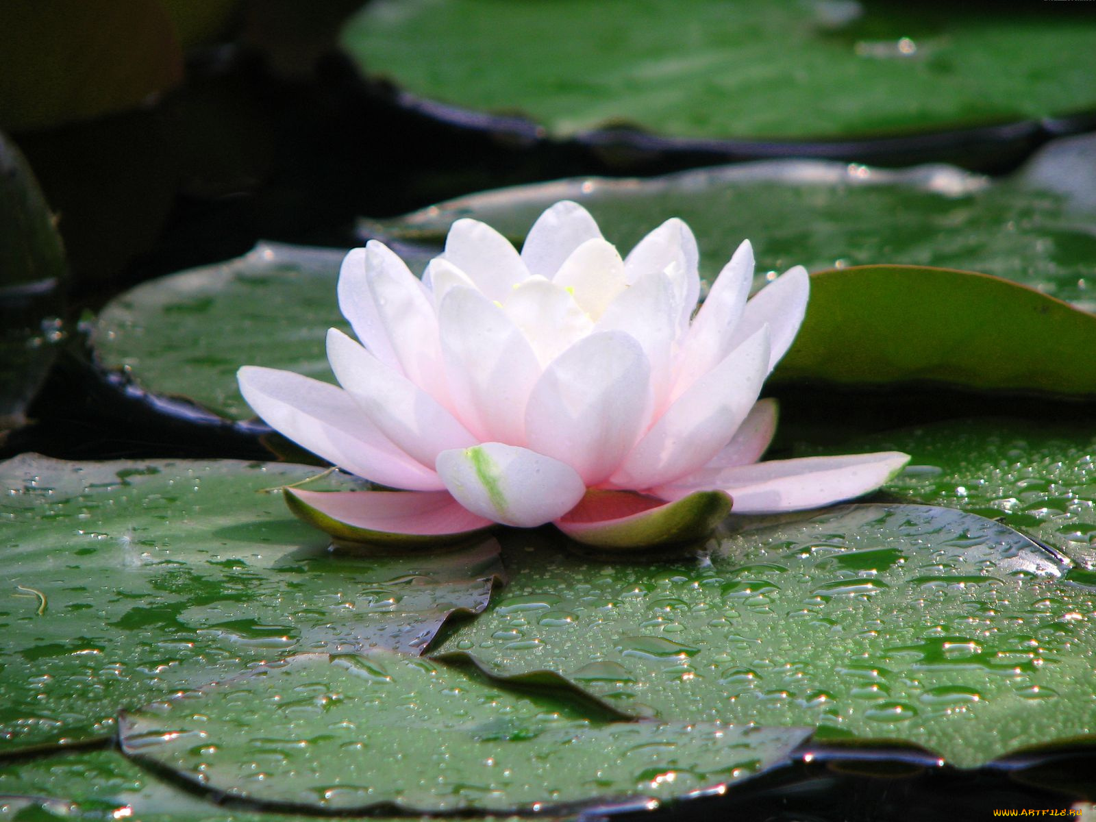 цветы, лилии, водяные, нимфеи, кувшинки