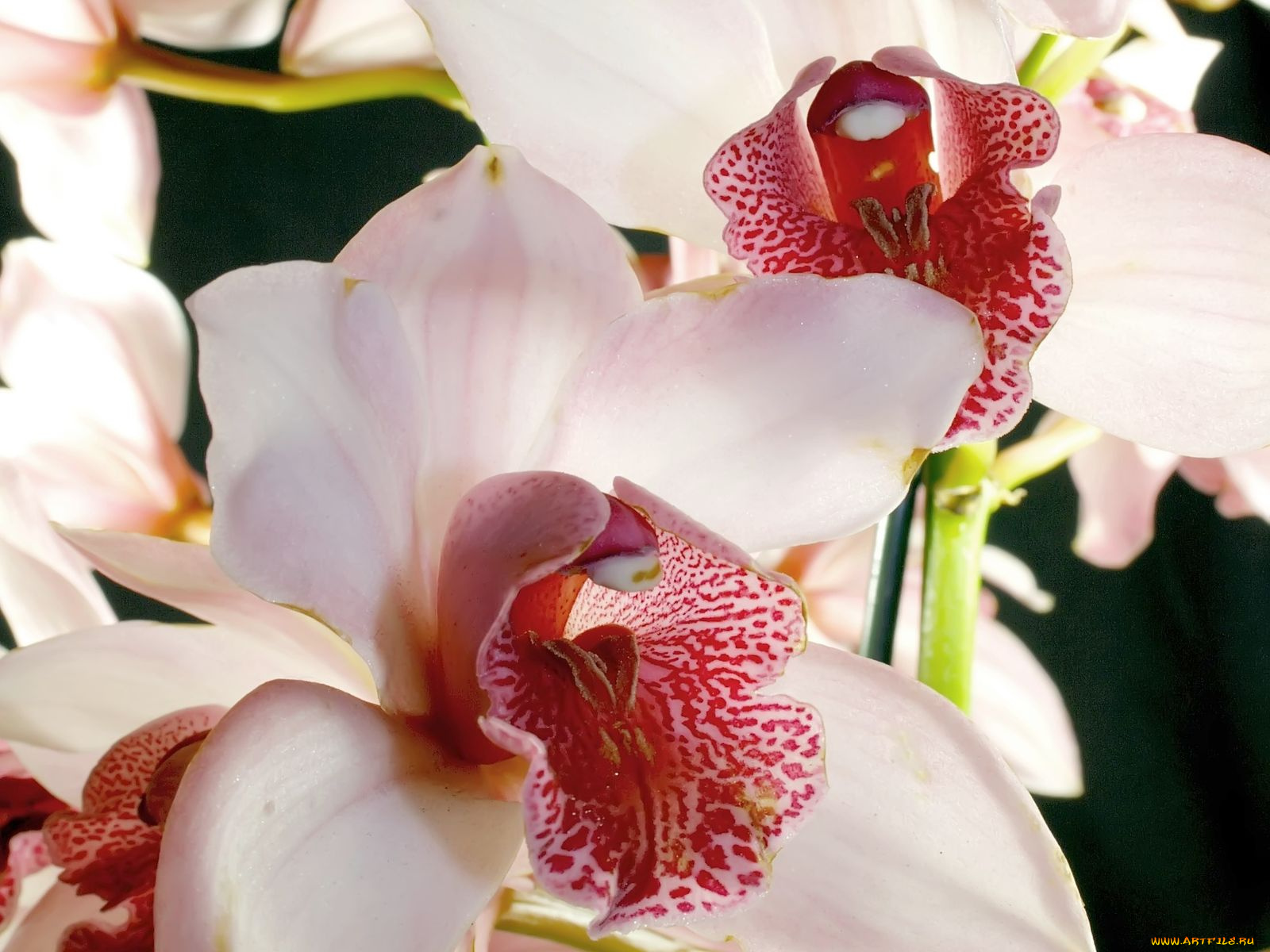 цветы, орхидеи