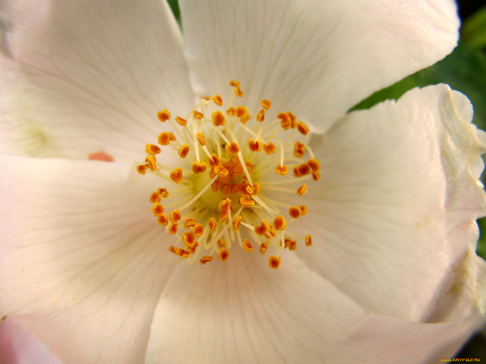 цветы, шиповник