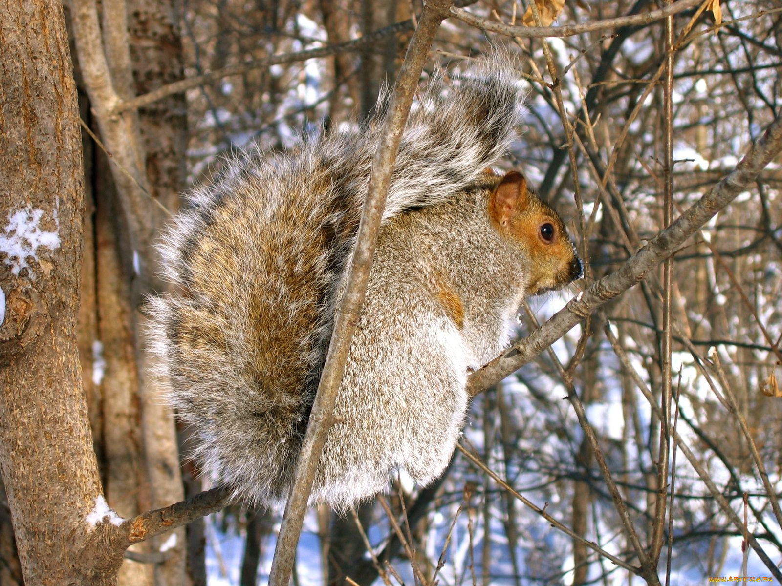 животные, белки