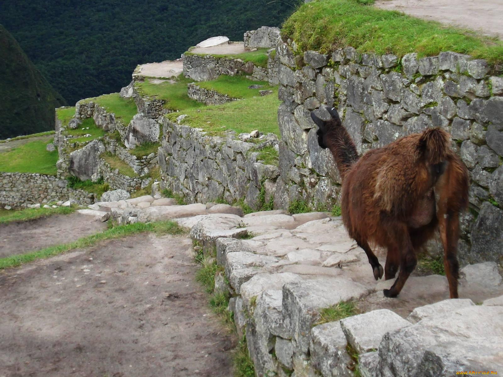 животные, ламы