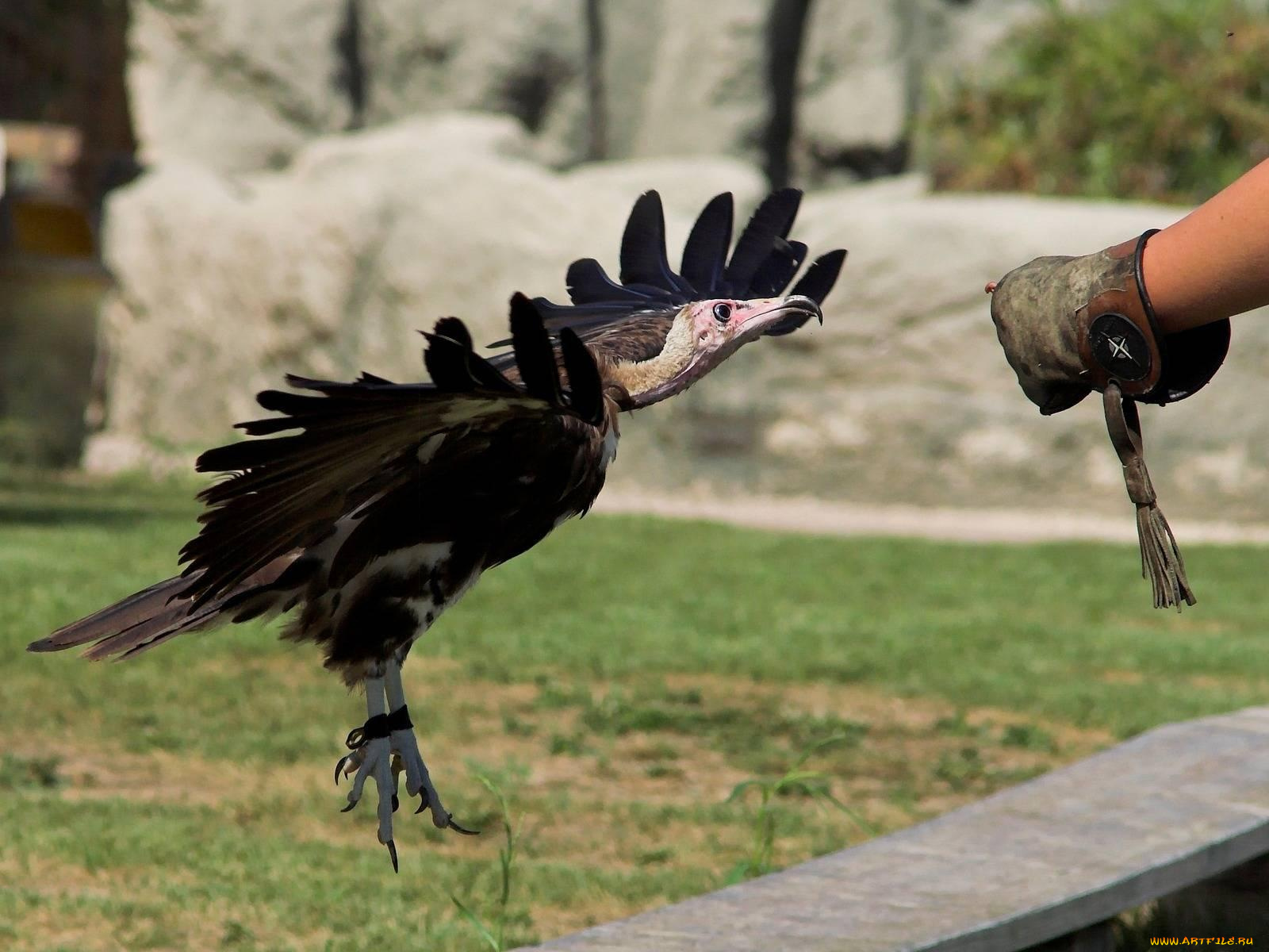 животные, птицы, хищники