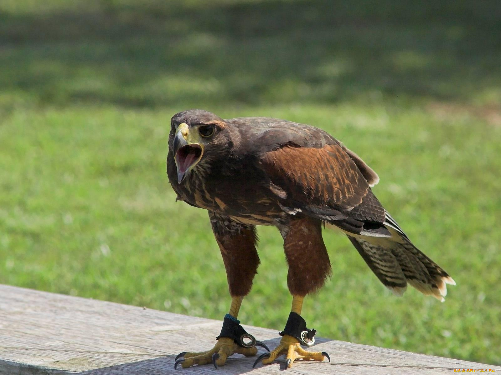 животные, птицы, хищники