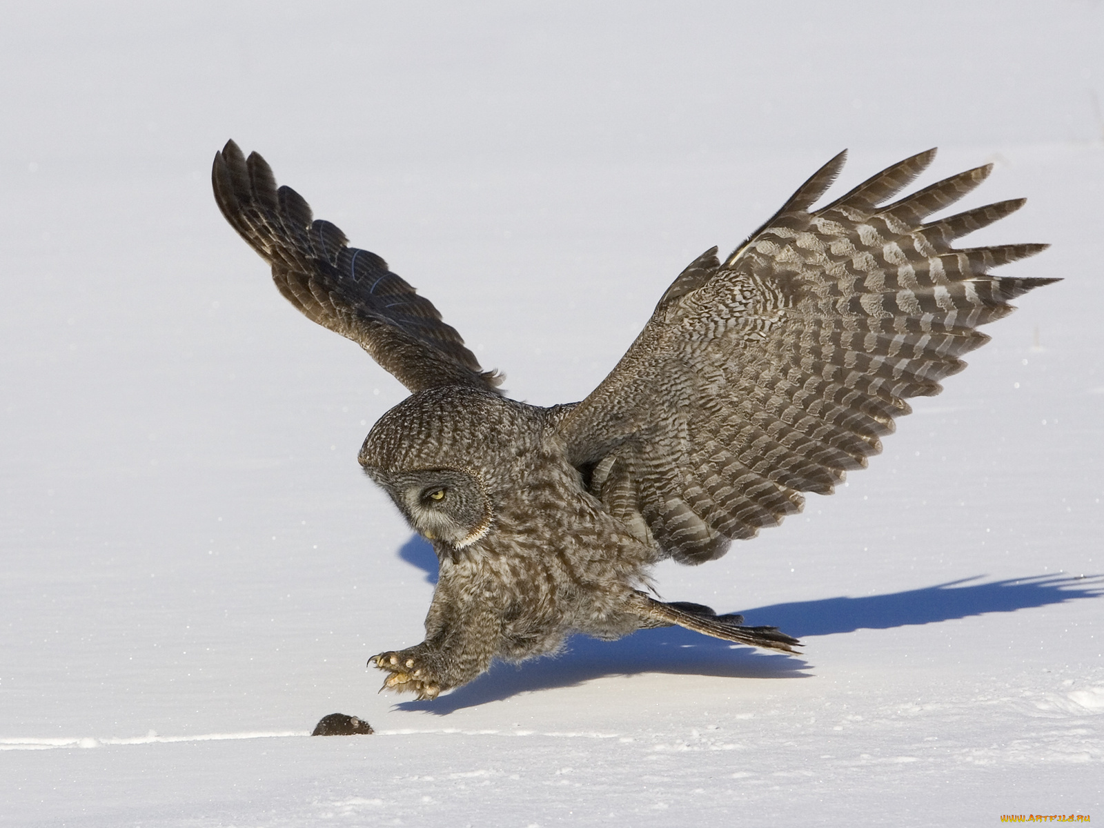 животные, разные, вместе