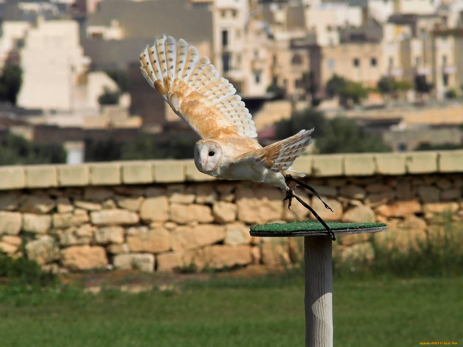 животные, совы