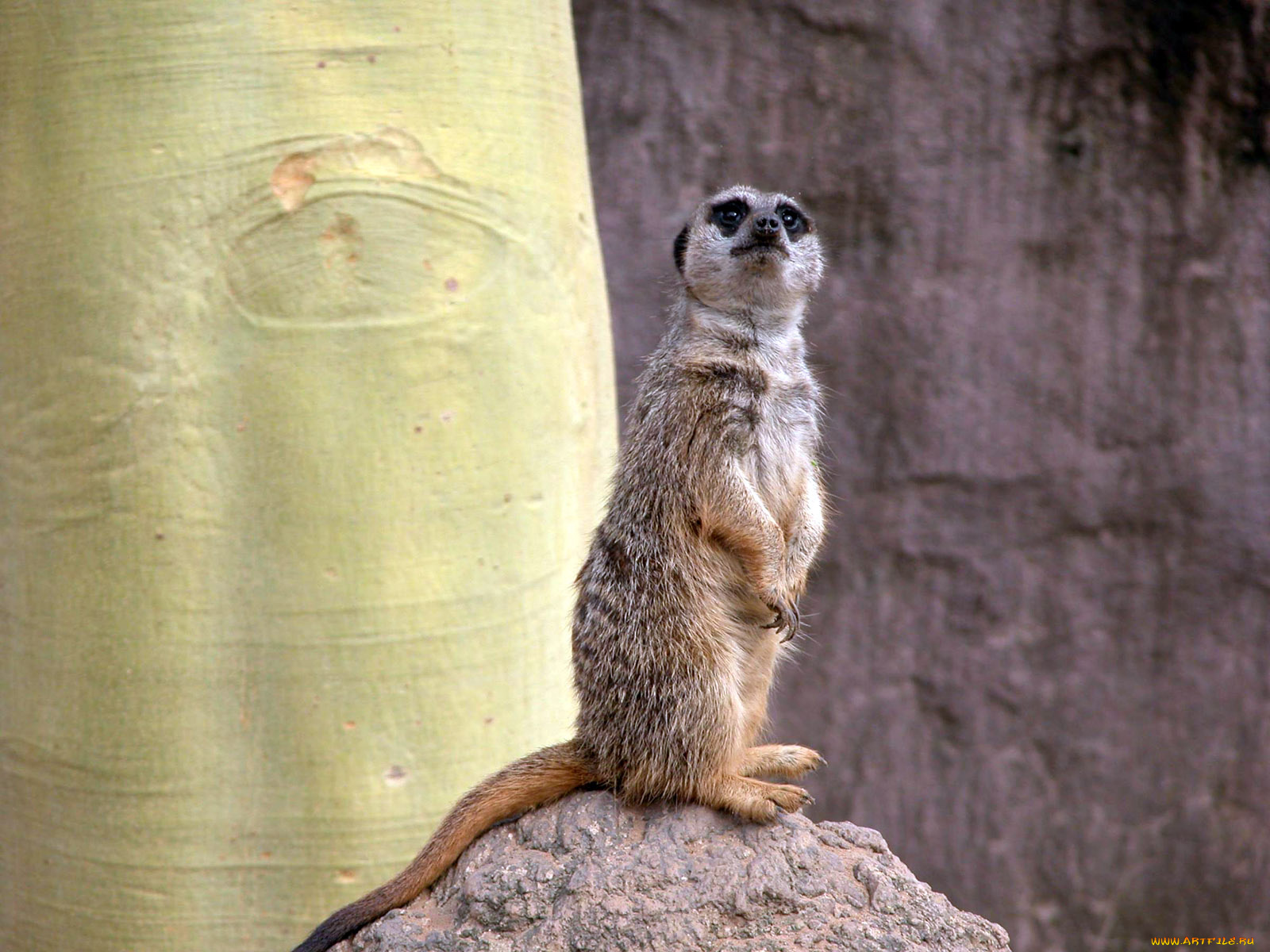 животные, сурикаты