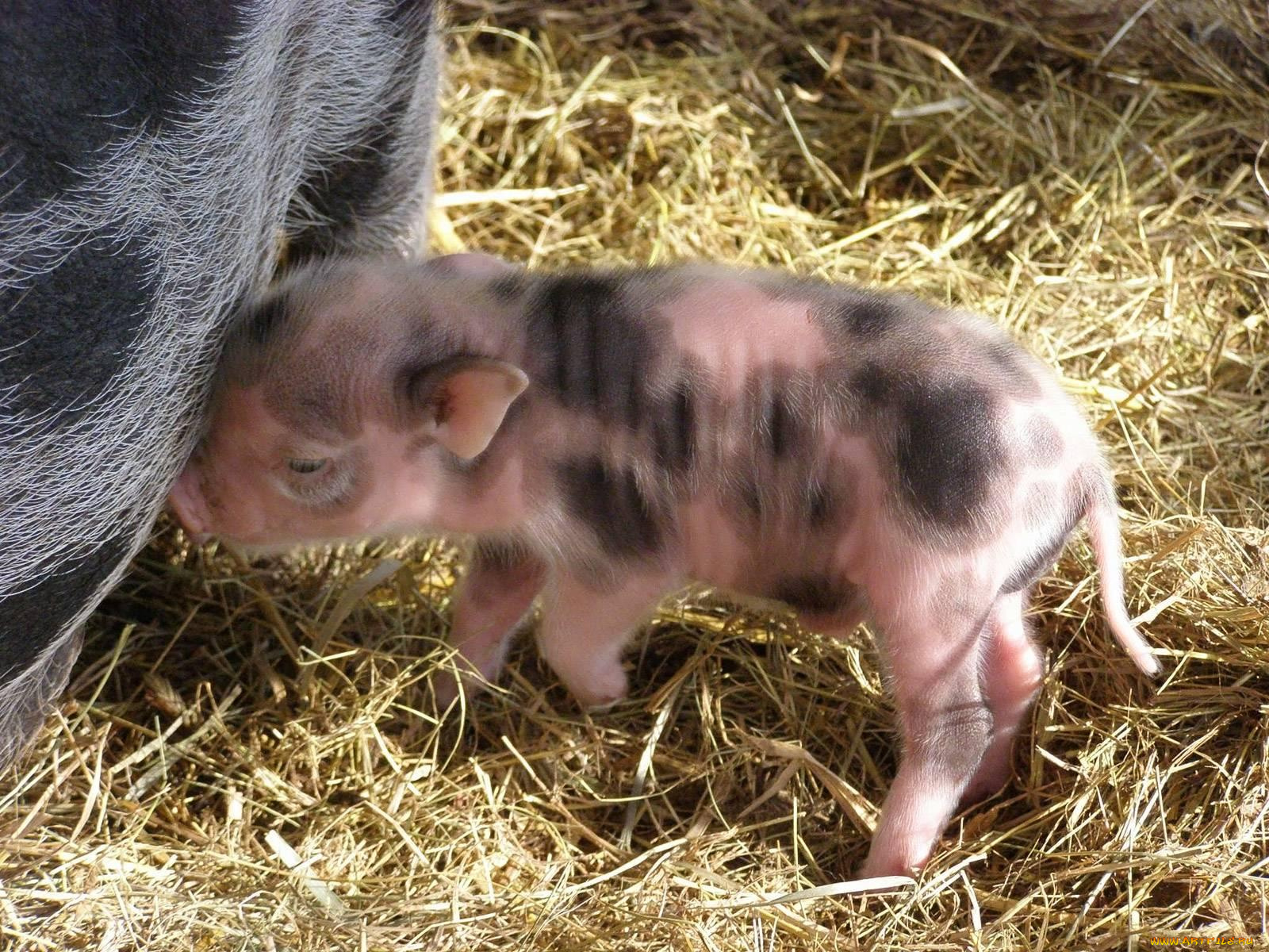 животные, свиньи, кабаны