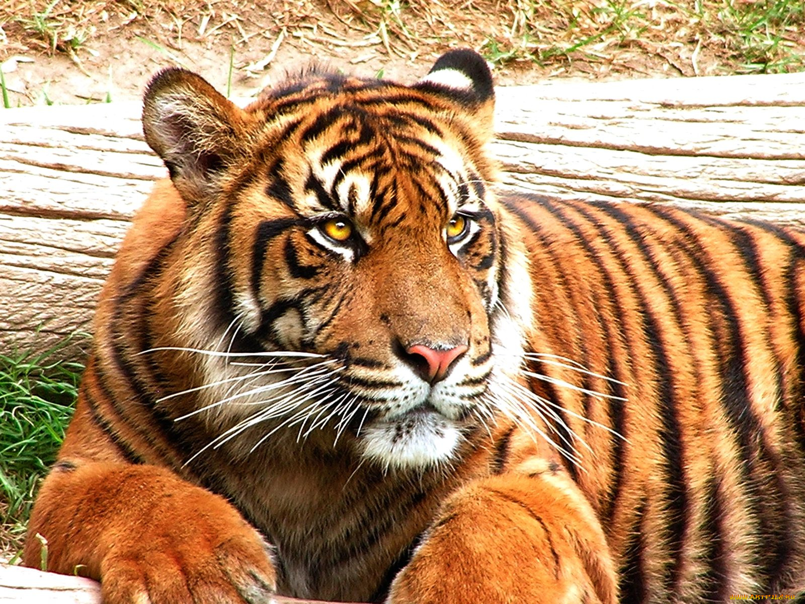 животные, тигры