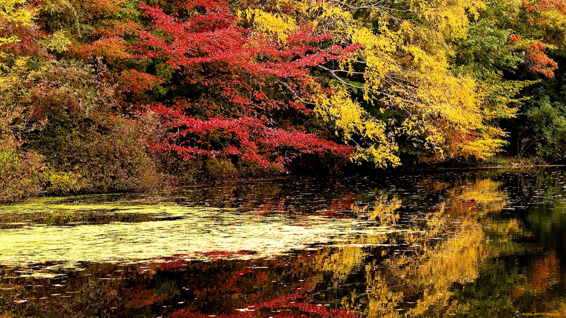 природа, реки, озера