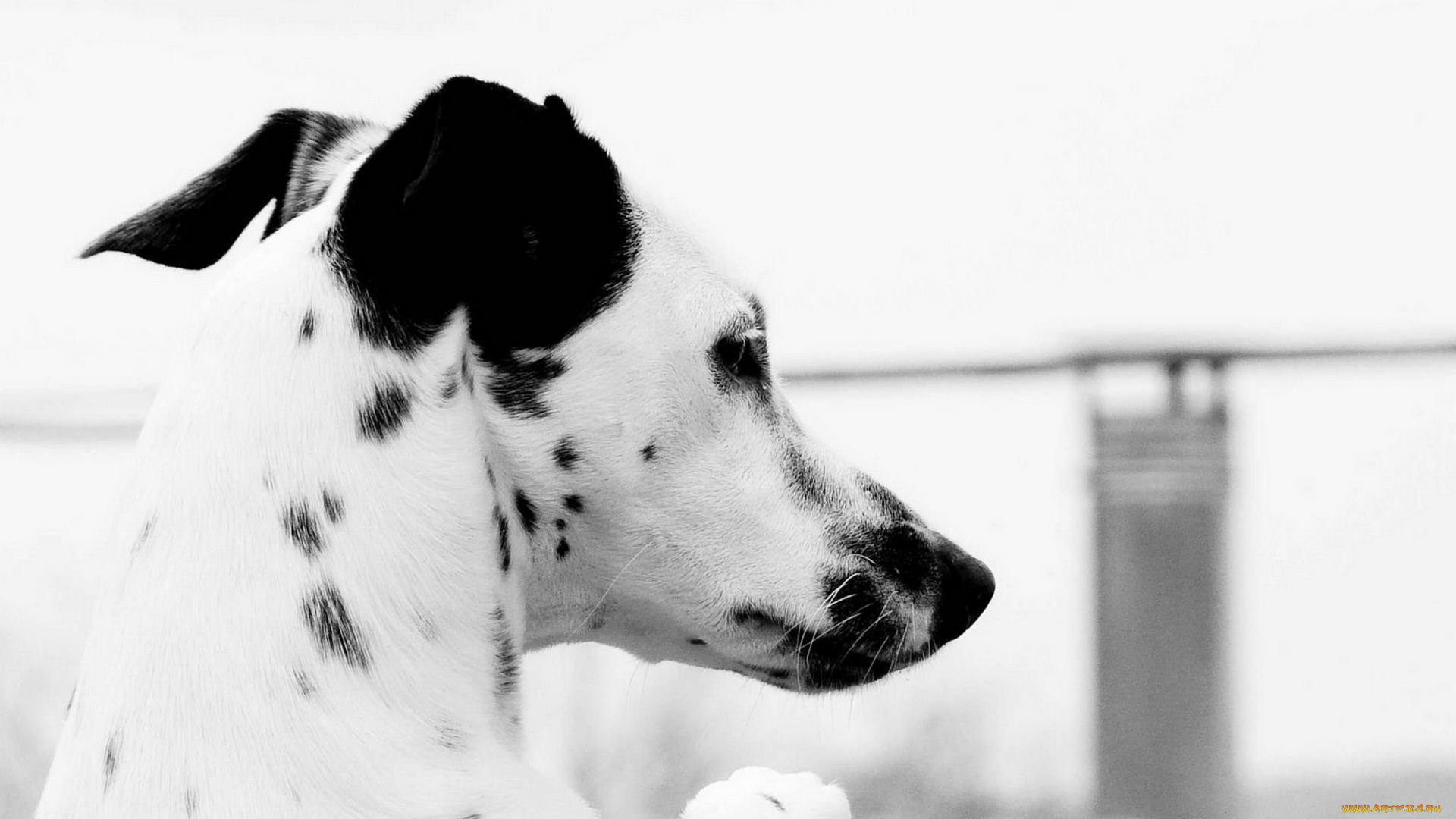 животные, собаки