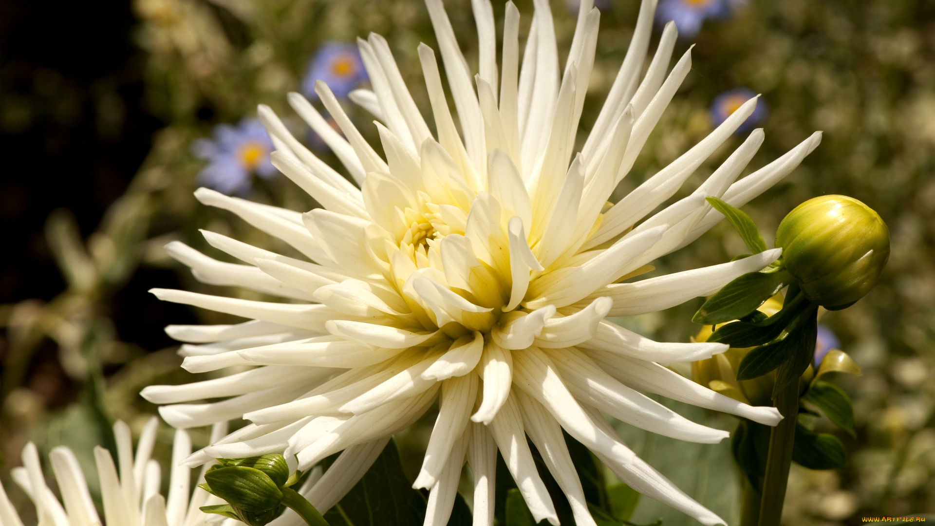 цветы, георгины, белый, пышный