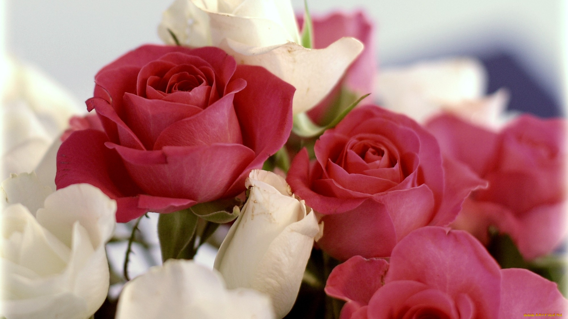 цветы, розы, красный, белый, много