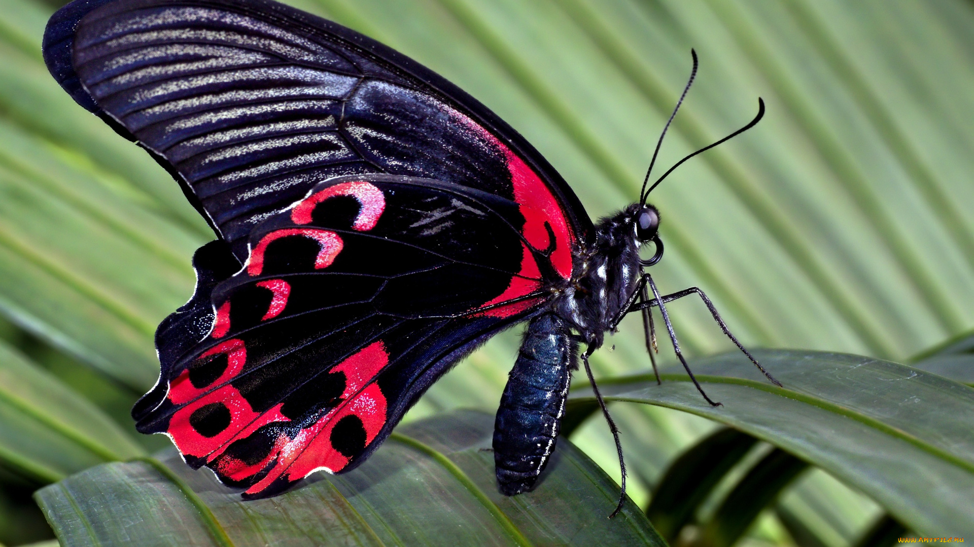 животные, бабочки, крылья, яркий