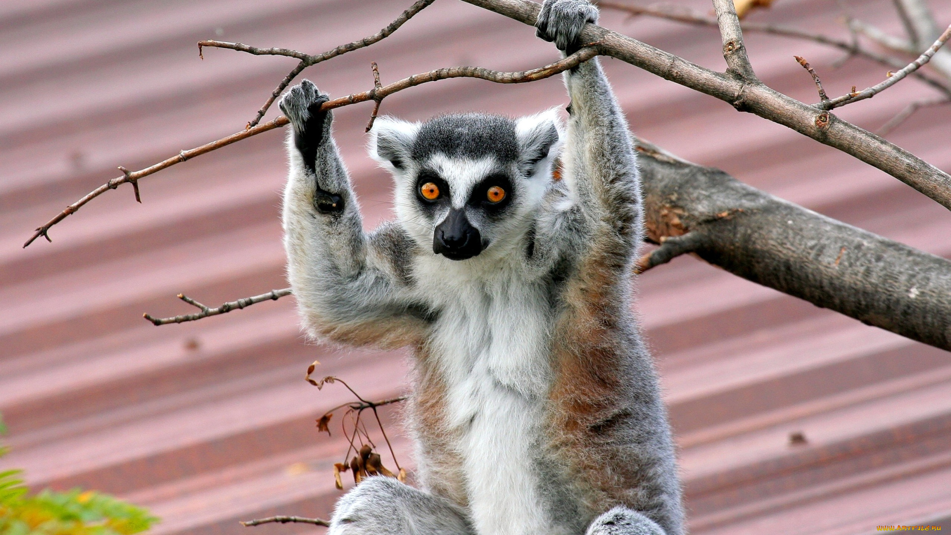 животные, лемуры, глаза, ветки, пушистый