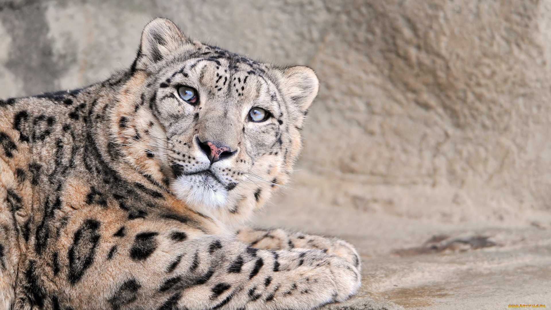 животные, снежный, барс, ирбис, кошка, большая