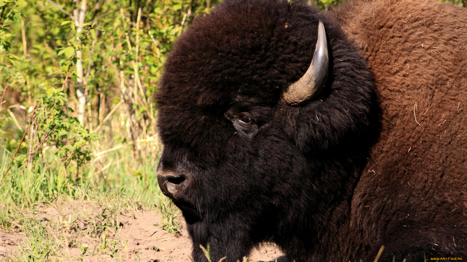 животные, зубры, бизоны, большой, мощный, рога