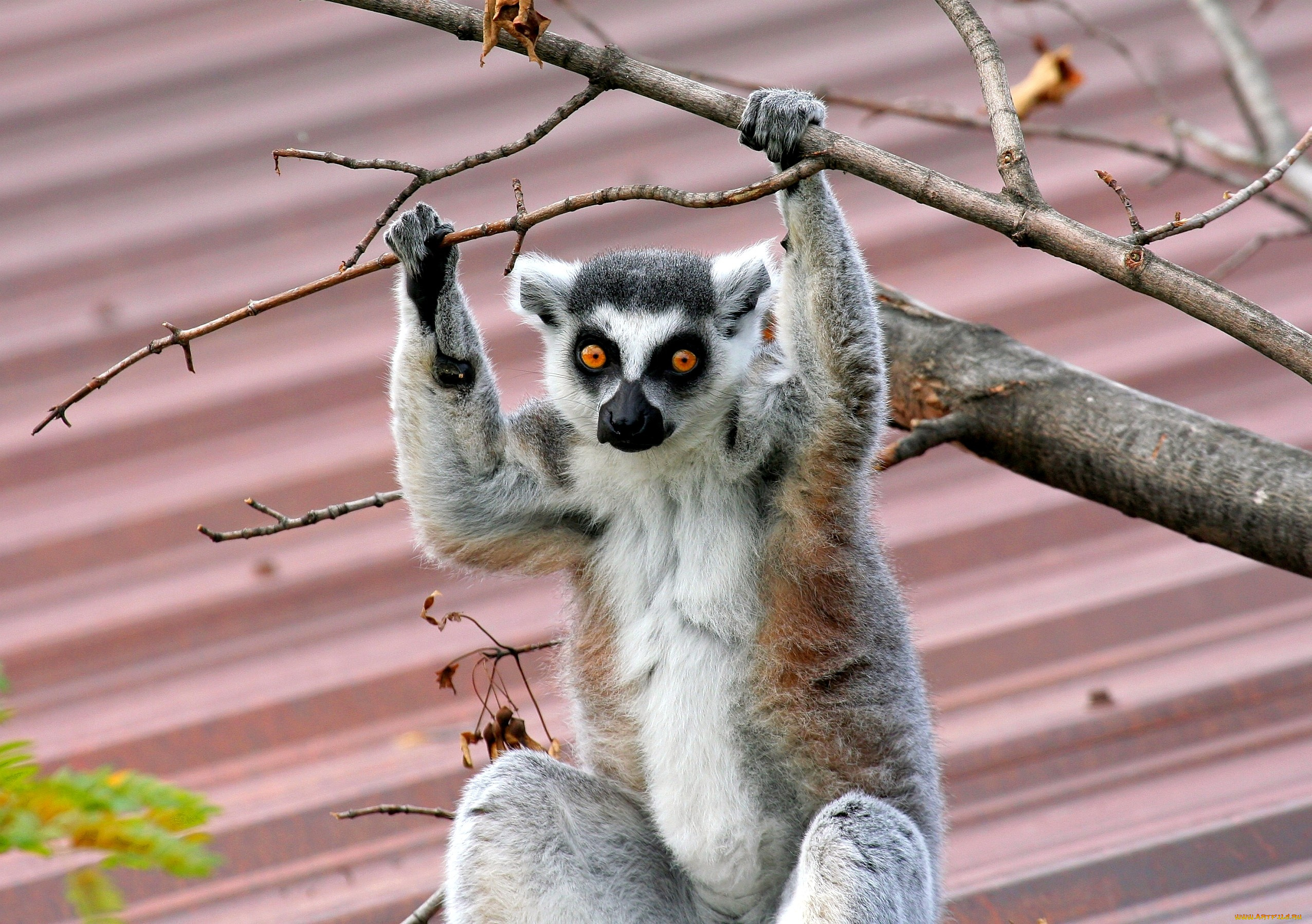 животные, лемуры, глаза, ветки, пушистый