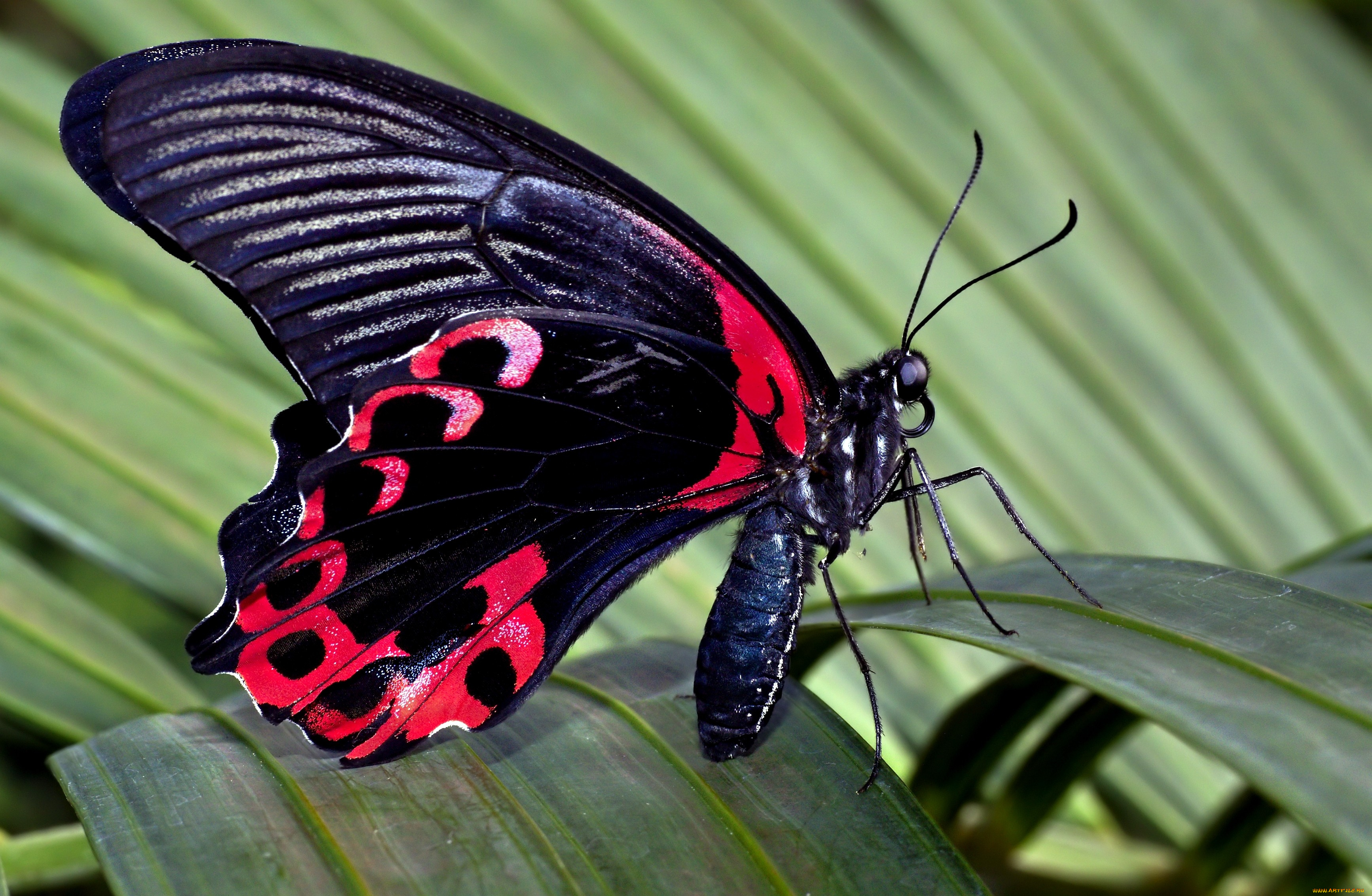 животные, бабочки, крылья, яркий