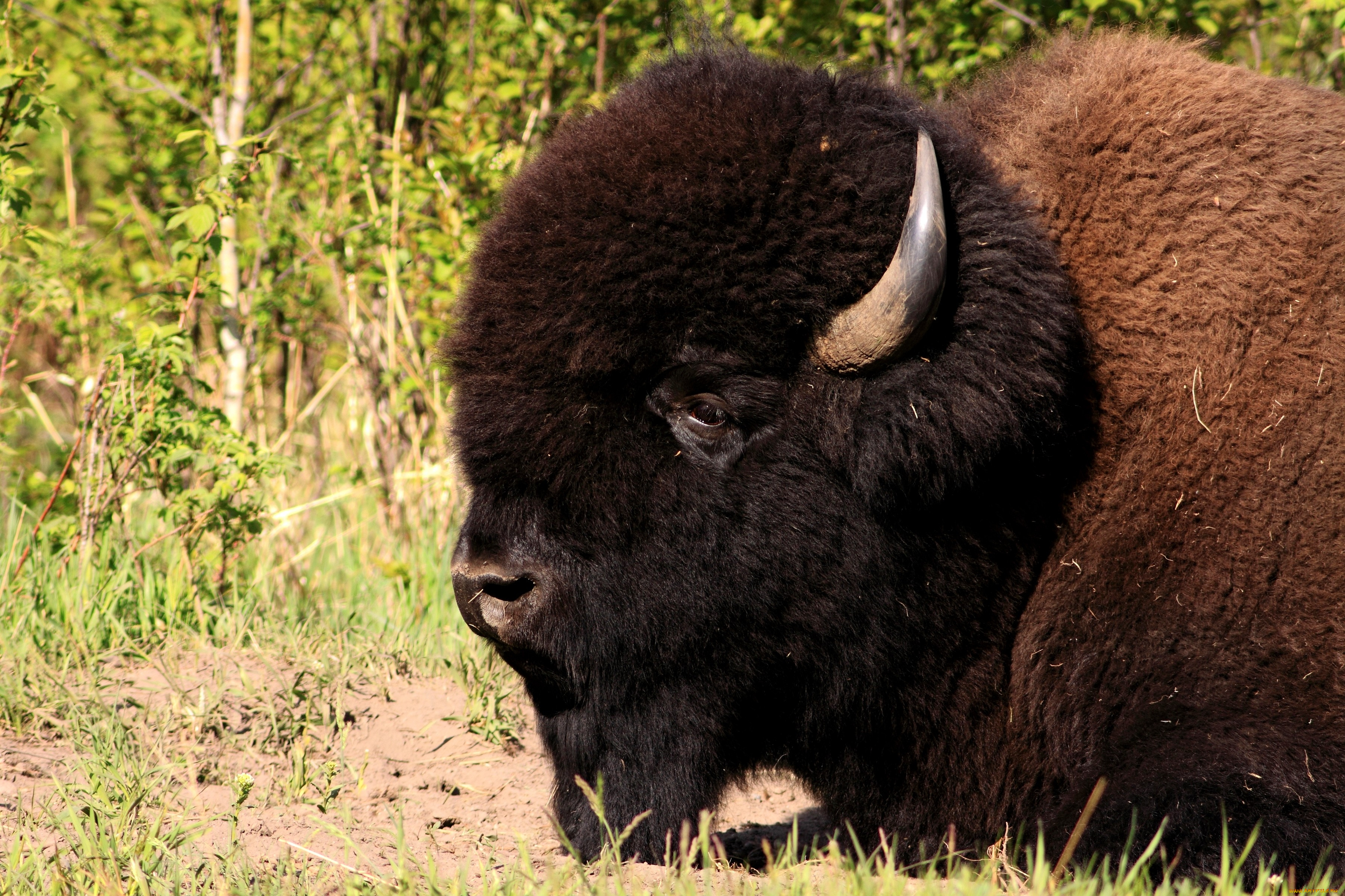 животные, зубры, бизоны, большой, мощный, рога