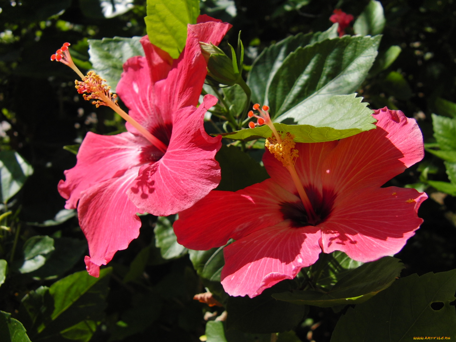 цветы, гибискусы