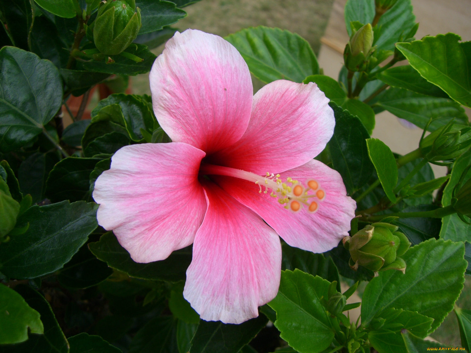 цветы, гибискусы