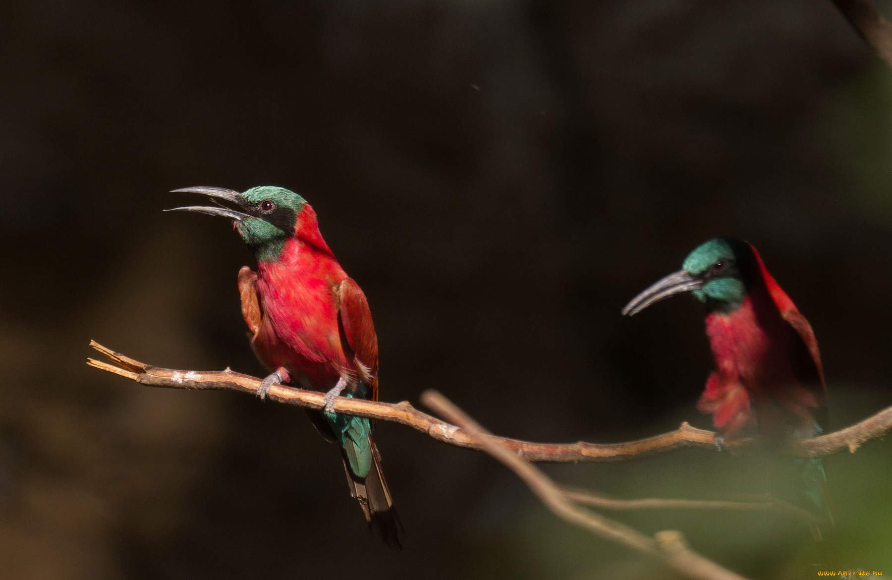 животные, щурки, пчелоеды, ветка, пара