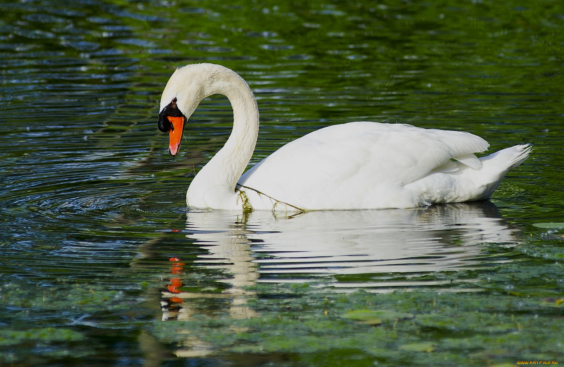 животные, лебеди, вода, белый, шипун, отражение