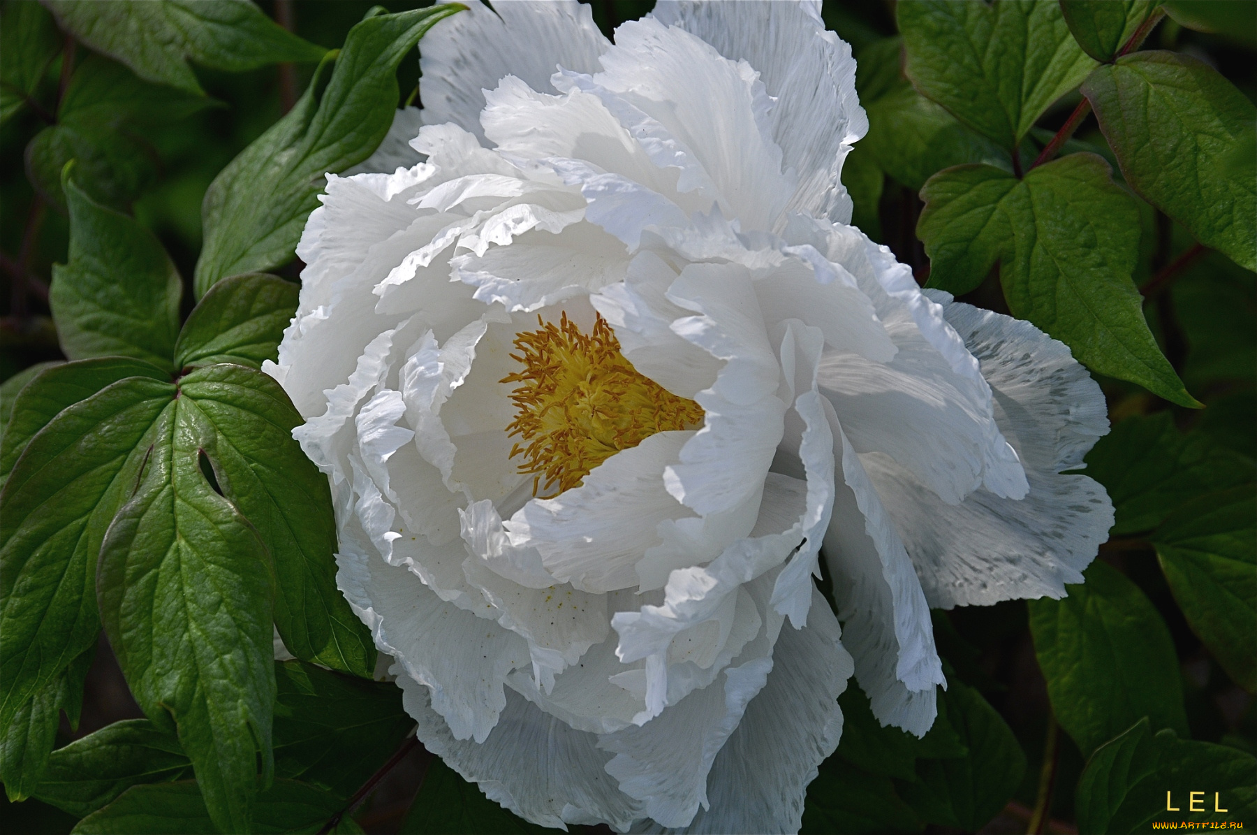 цветы, пионы, белый, лепестки