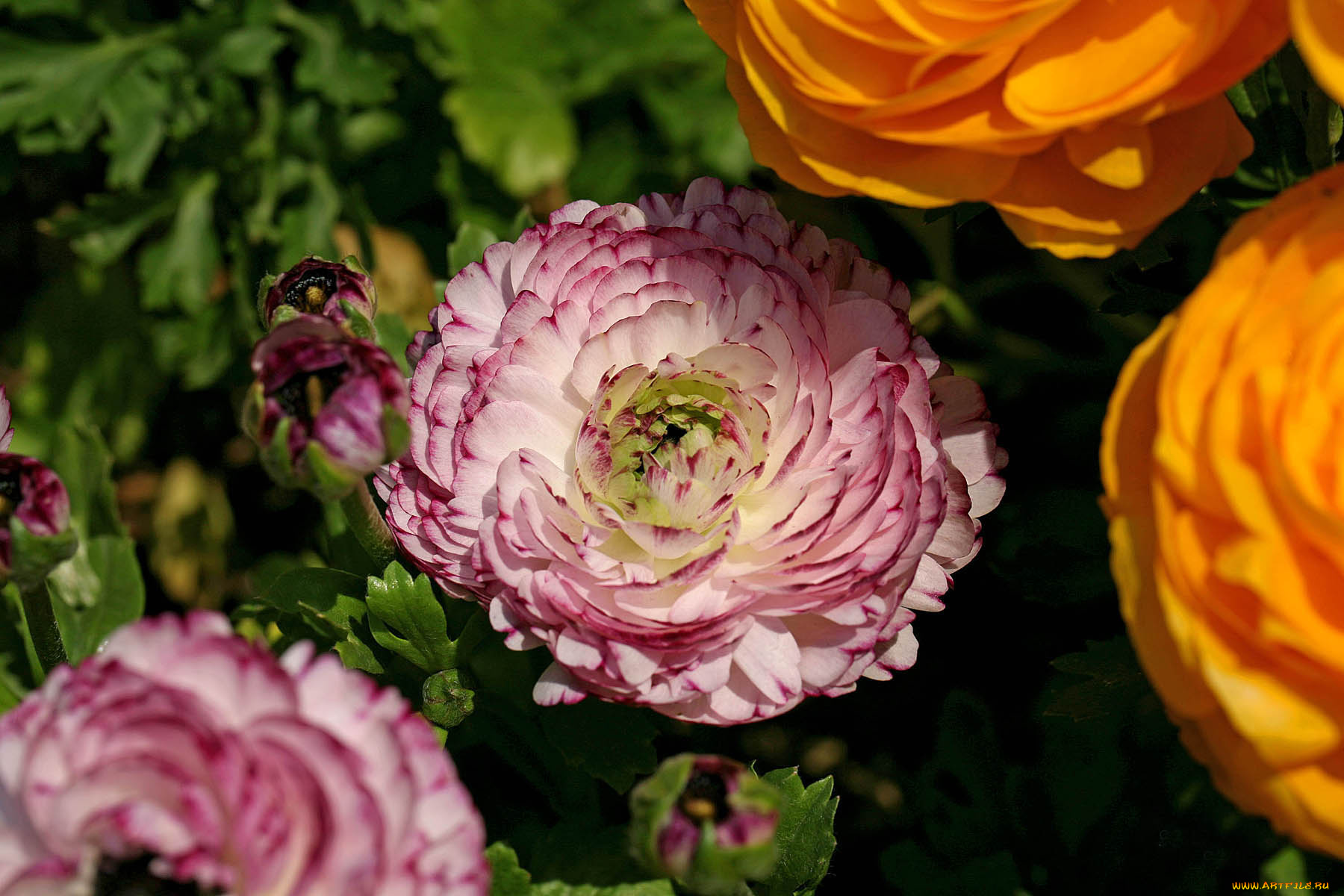 цветы, ранункулюс, азиатский, лютик, бутоны