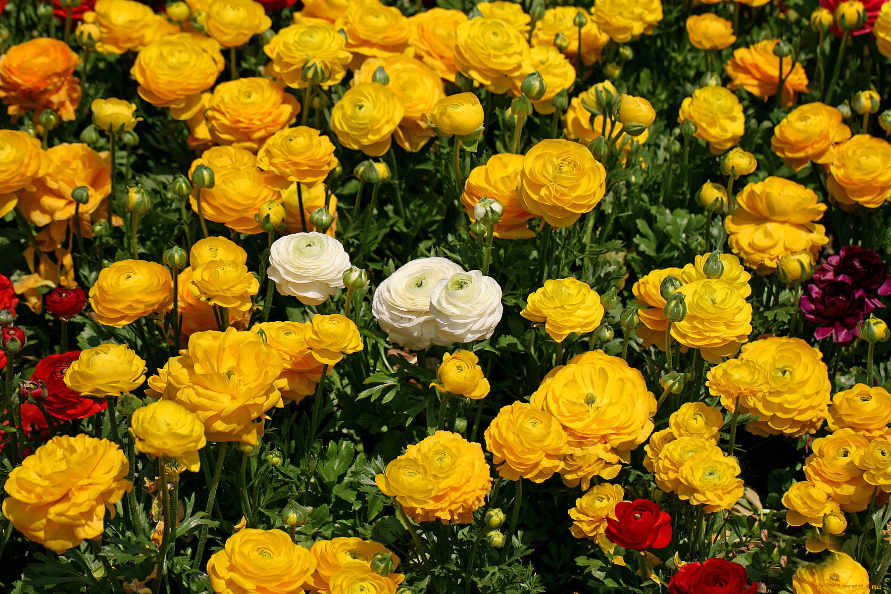 цветы, ранункулюс, азиатский, лютик, лепестки