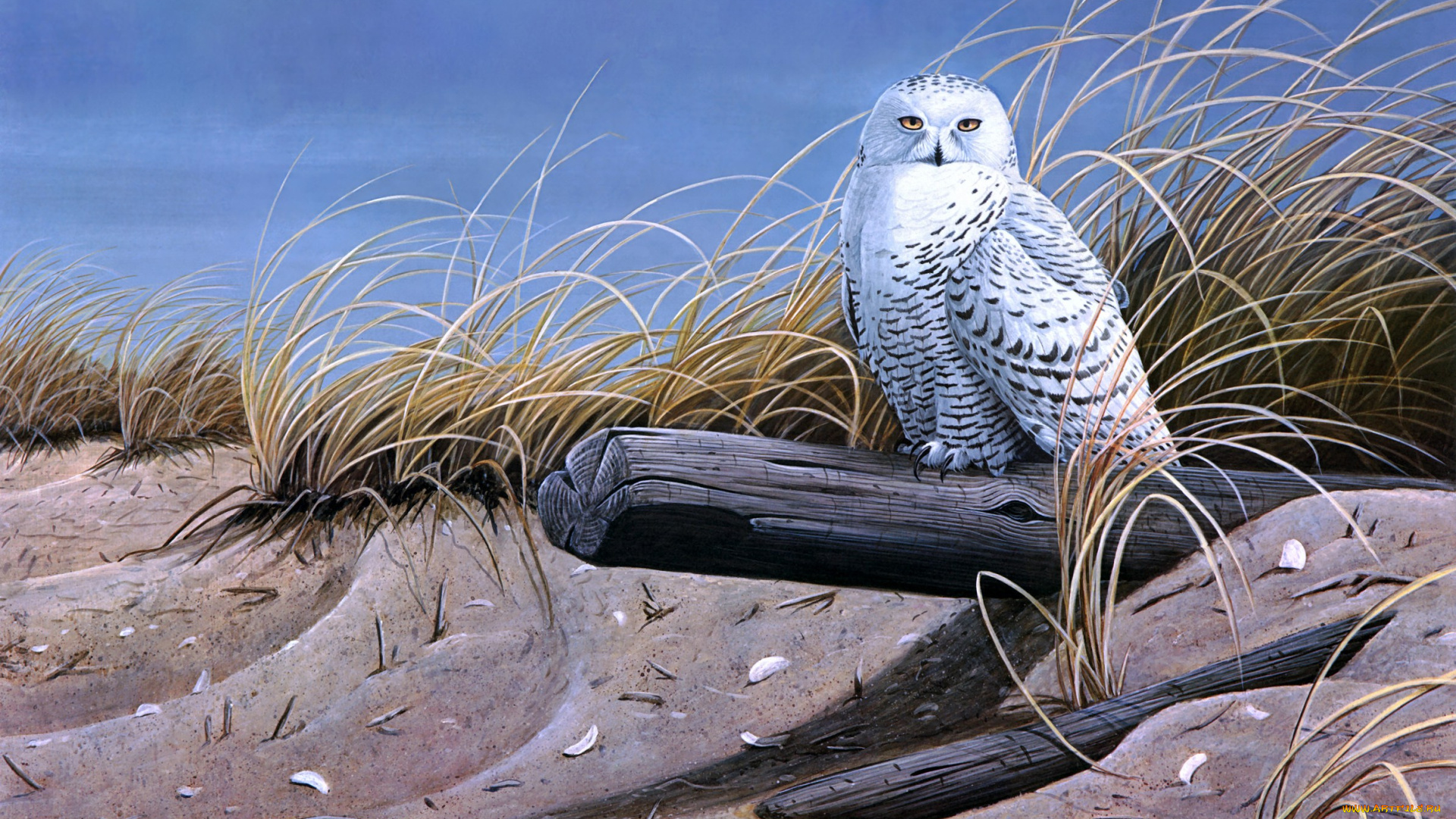 against, the, wind, рисованные, wilhelm, goebel, песок, сова