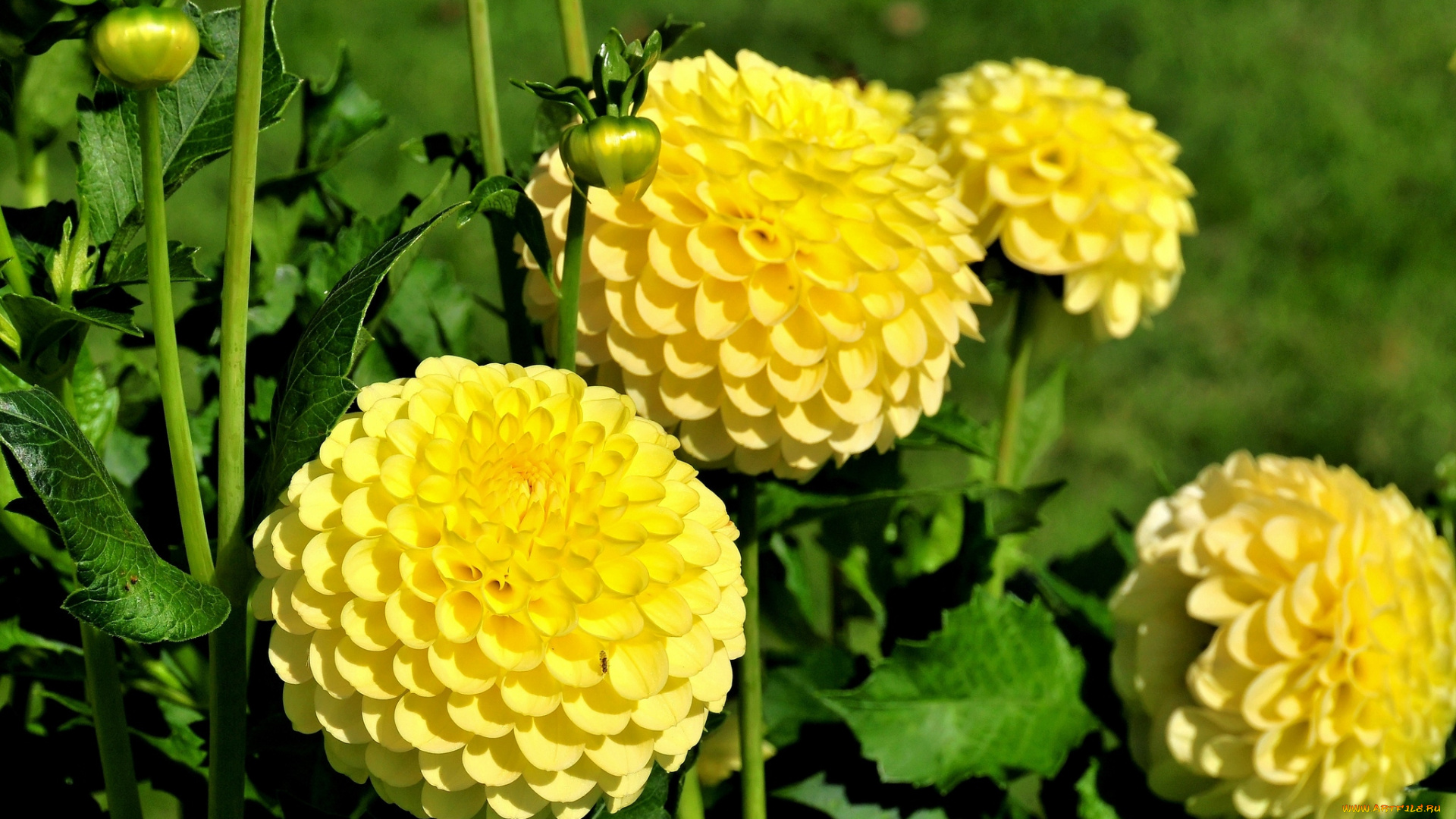 цветы, георгины, круглый, желтый