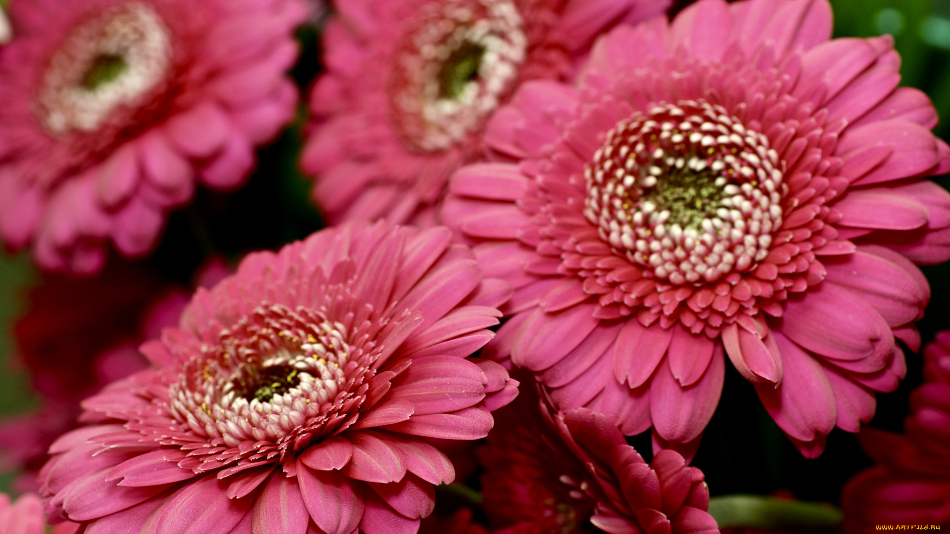 цветы, герберы, розовый