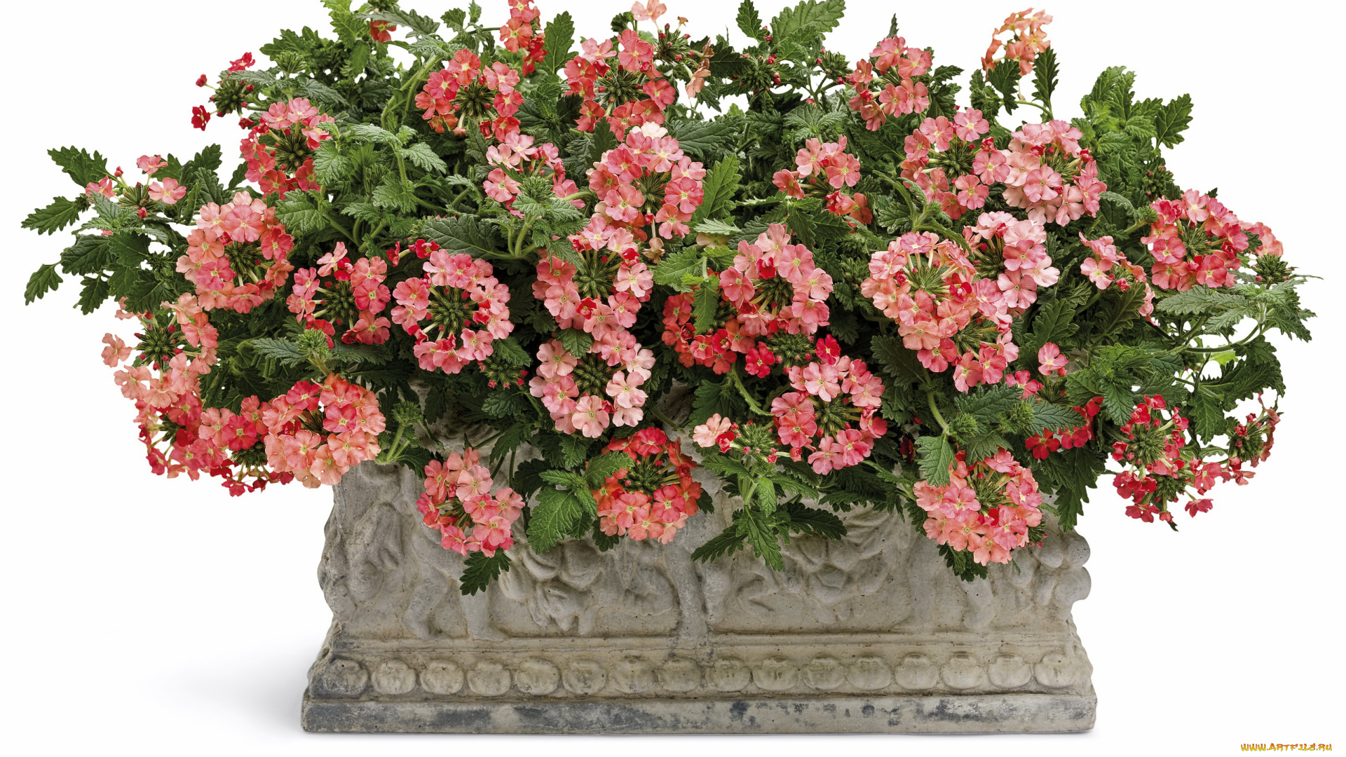 цветы, лантана, вербена, петунья