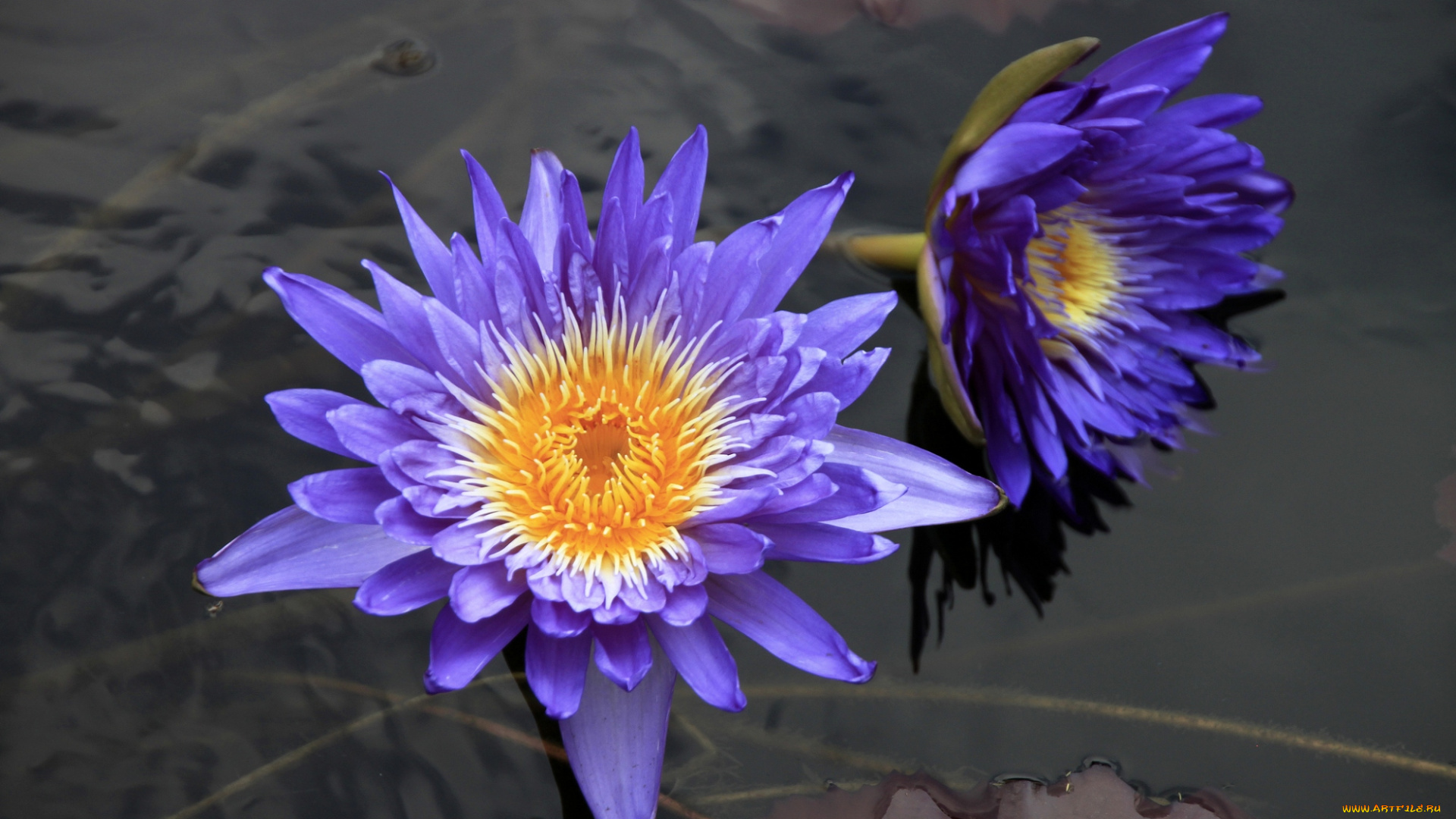 цветы, лилии, водяные, нимфеи, кувшинки, фиолетовый