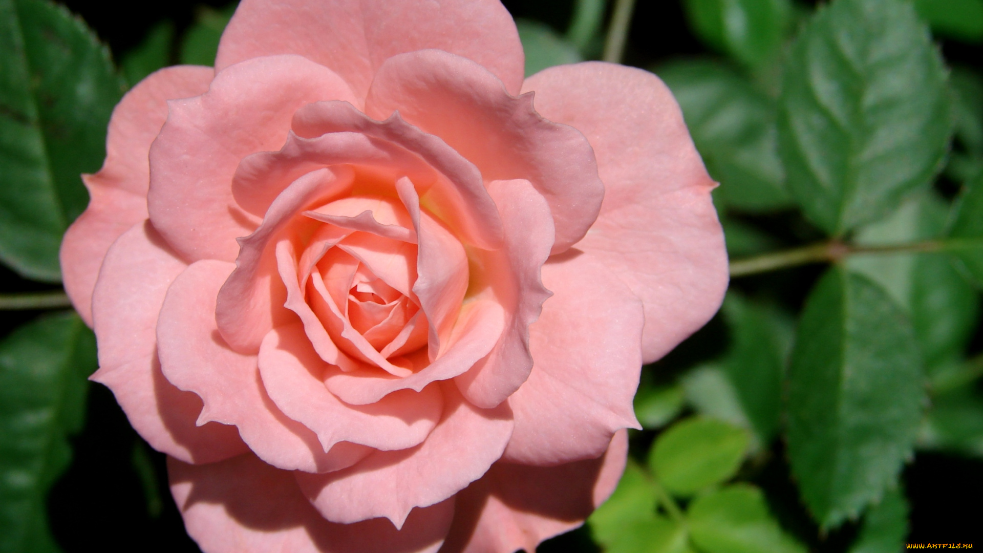 цветы, розы, лепестки, розовый