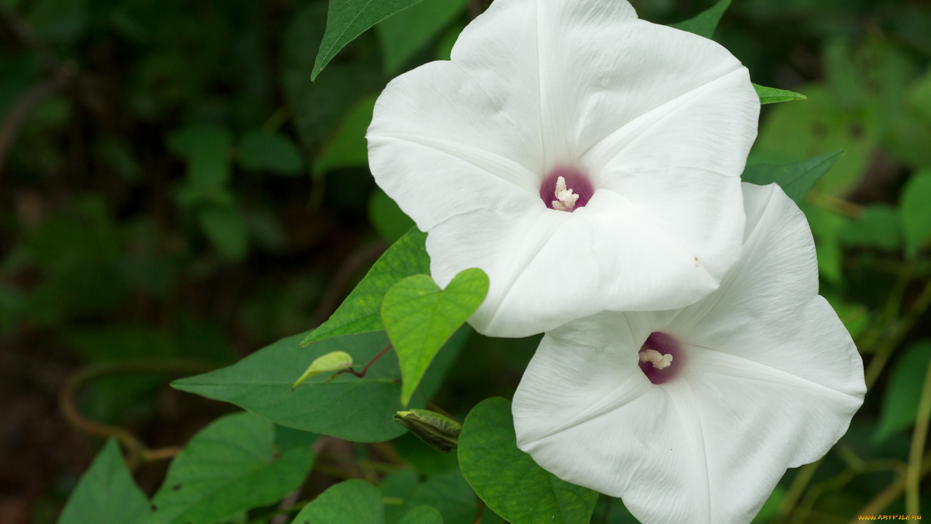 цветы, вьюнки, ипомеи, белый