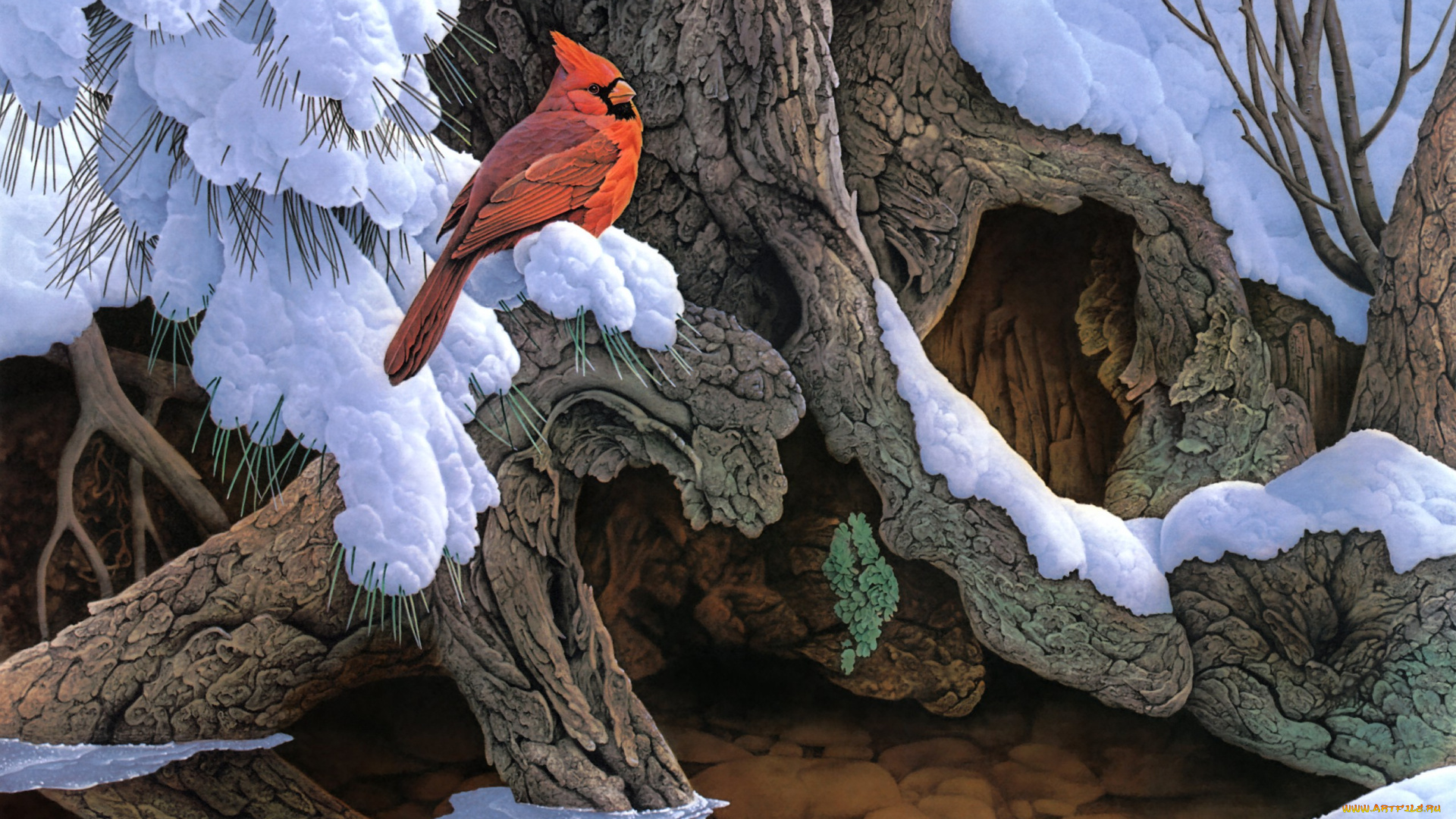 the, witness, tree, рисованные, jerry, gadamus, птица, кардинал, зима