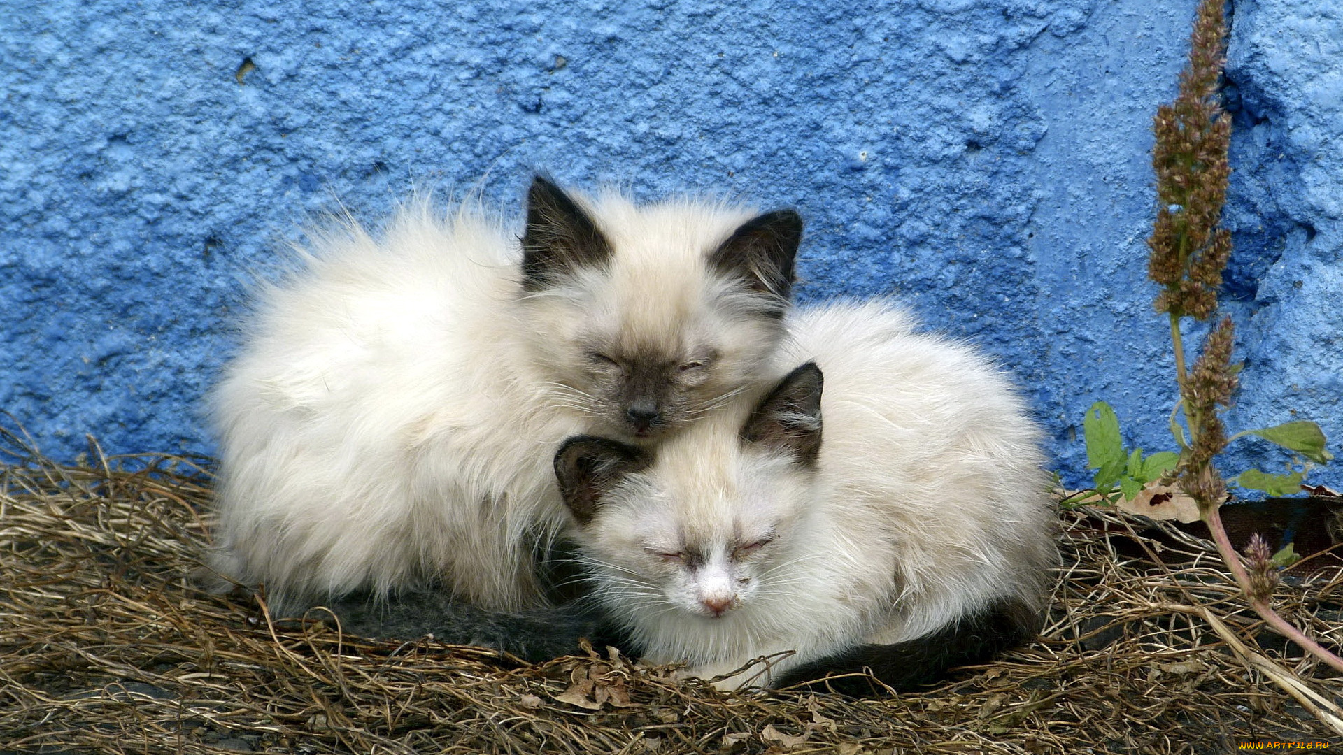 животные, коты, фон, стена, кошки