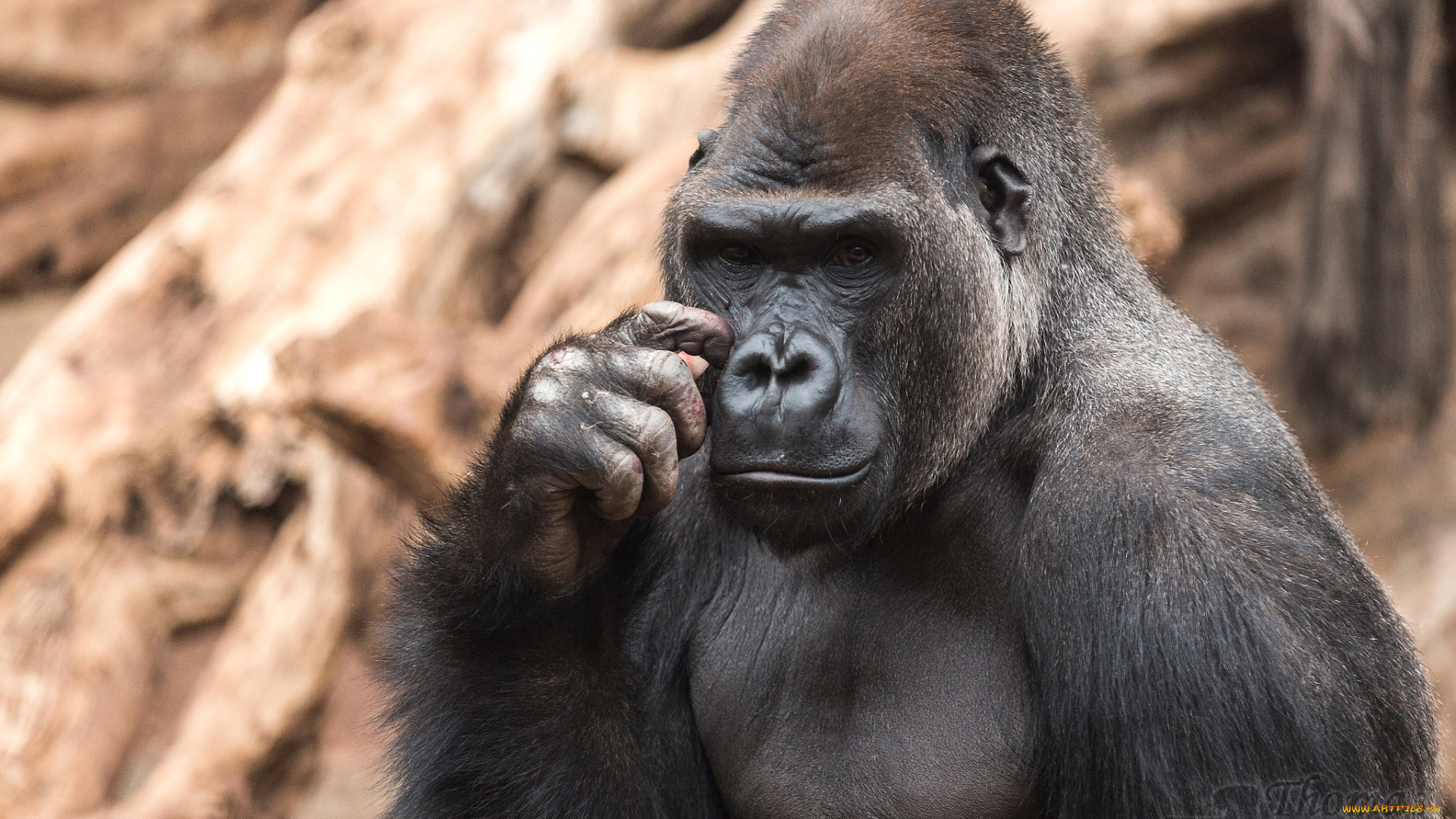 животные, обезьяны, горилла