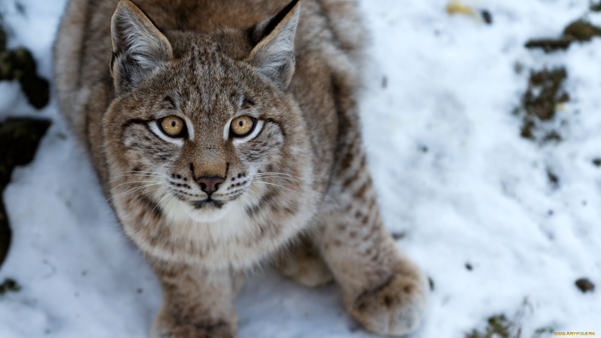 животные, рыси, взгляд