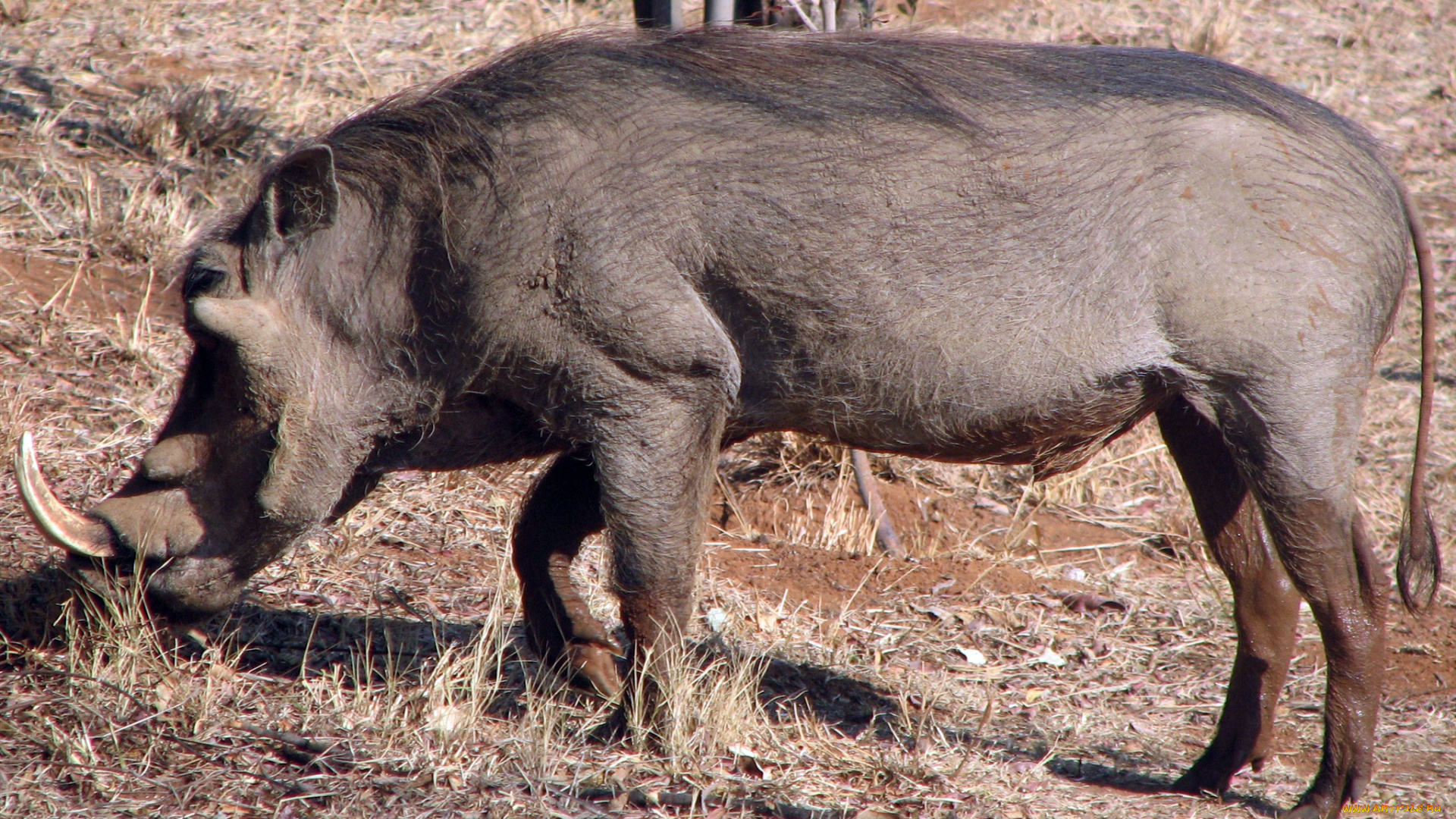 животные, свиньи, кабаны, клыки, бивни, кабан, секаЧ, вепрь, хвост